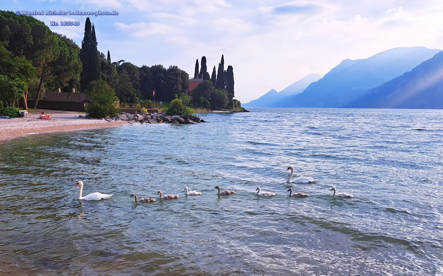 Naturfotografie - Manfred Aicheler -  Wasser- und Feuchtgebiete - Höckerschwan