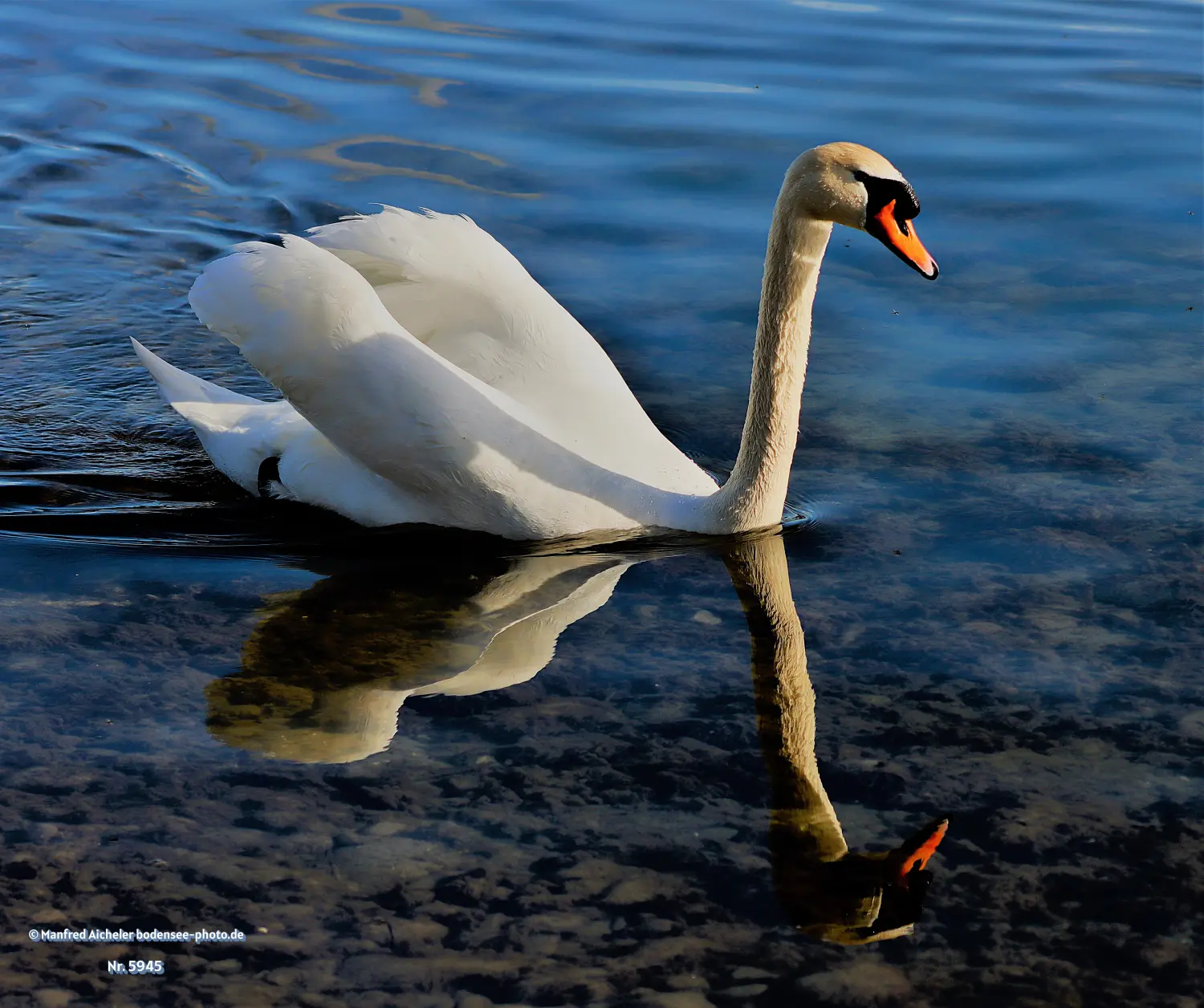 Naturfotografie - Manfred Aicheler -  Wasser- und Feuchtgebiete - Höckerschwan