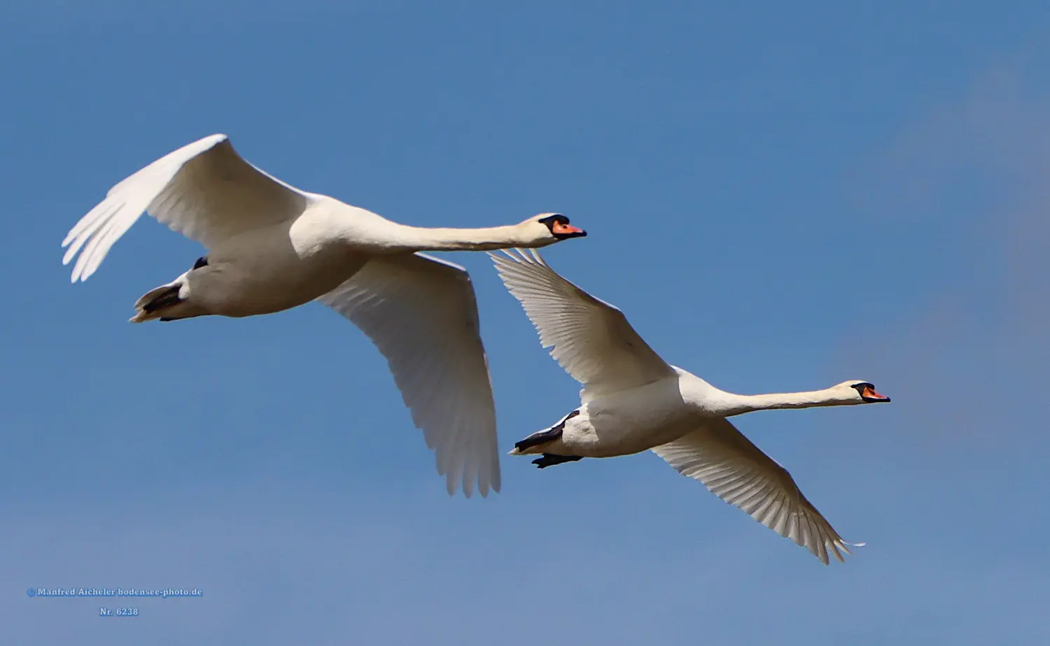 Naturfotografie - Manfred Aicheler -  Wasser- und Feuchtgebiete - Höckerschwan