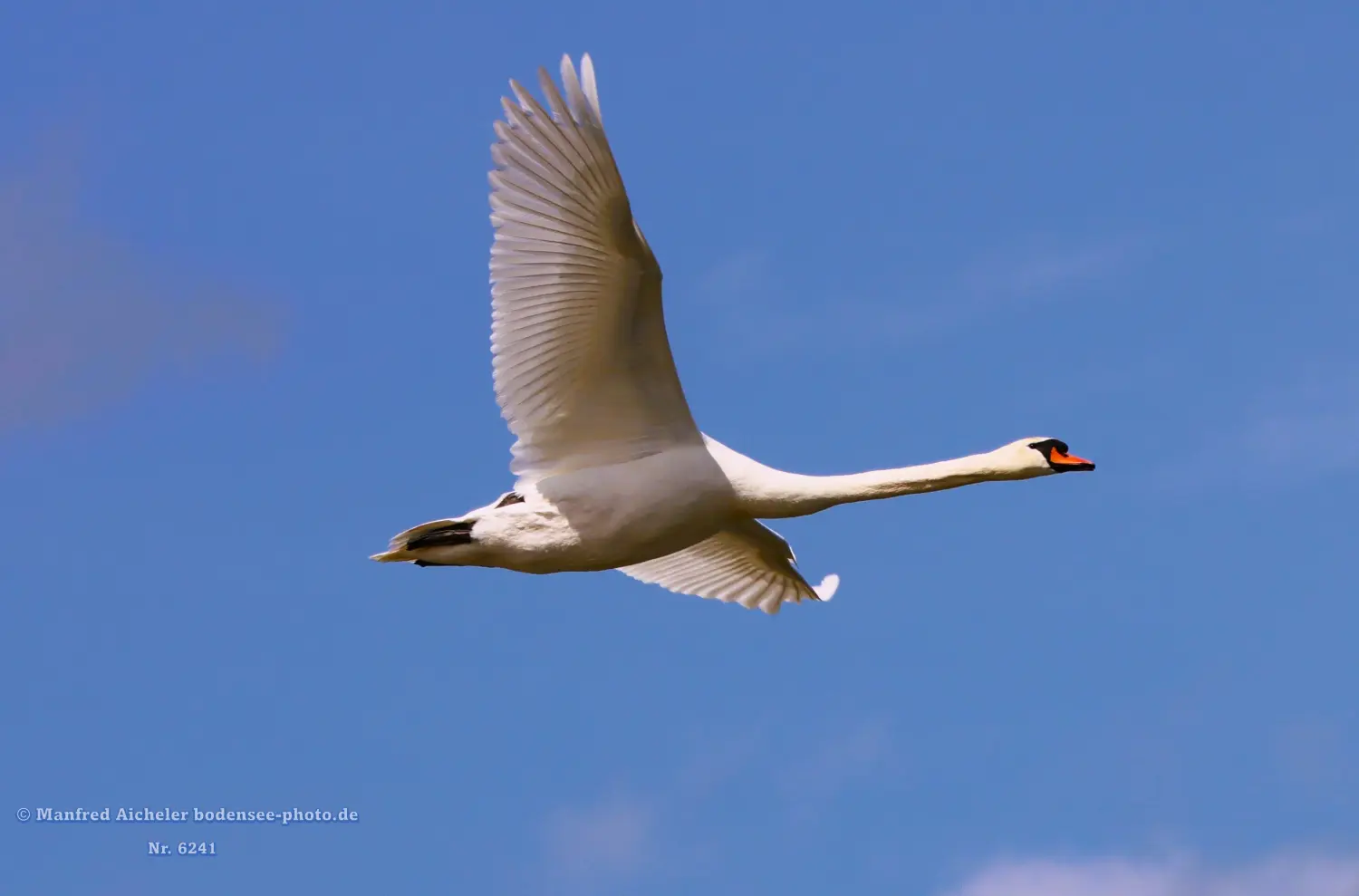 Naturfotografie - Manfred Aicheler -  Wasser- und Feuchtgebiete - Höckerschwan