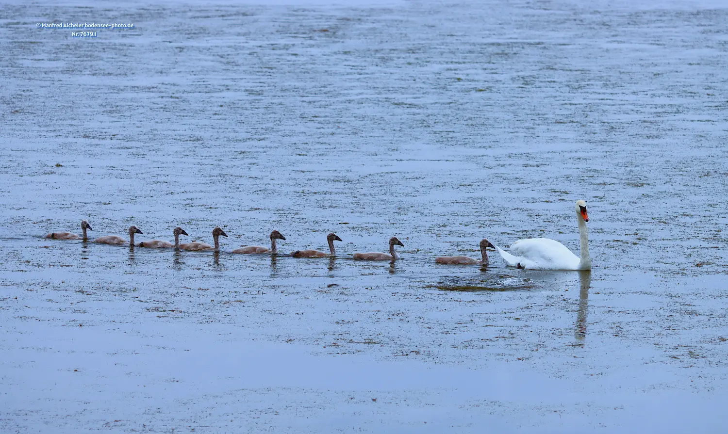 Naturfotografie - Manfred Aicheler -  Wasser- und Feuchtgebiete - Höckerschwan