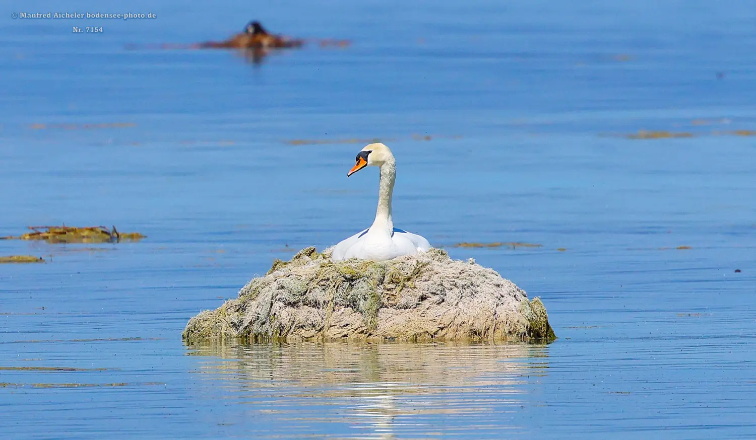 Naturfotografie - Manfred Aicheler -  Wasser- und Feuchtgebiete - Höckerschwan