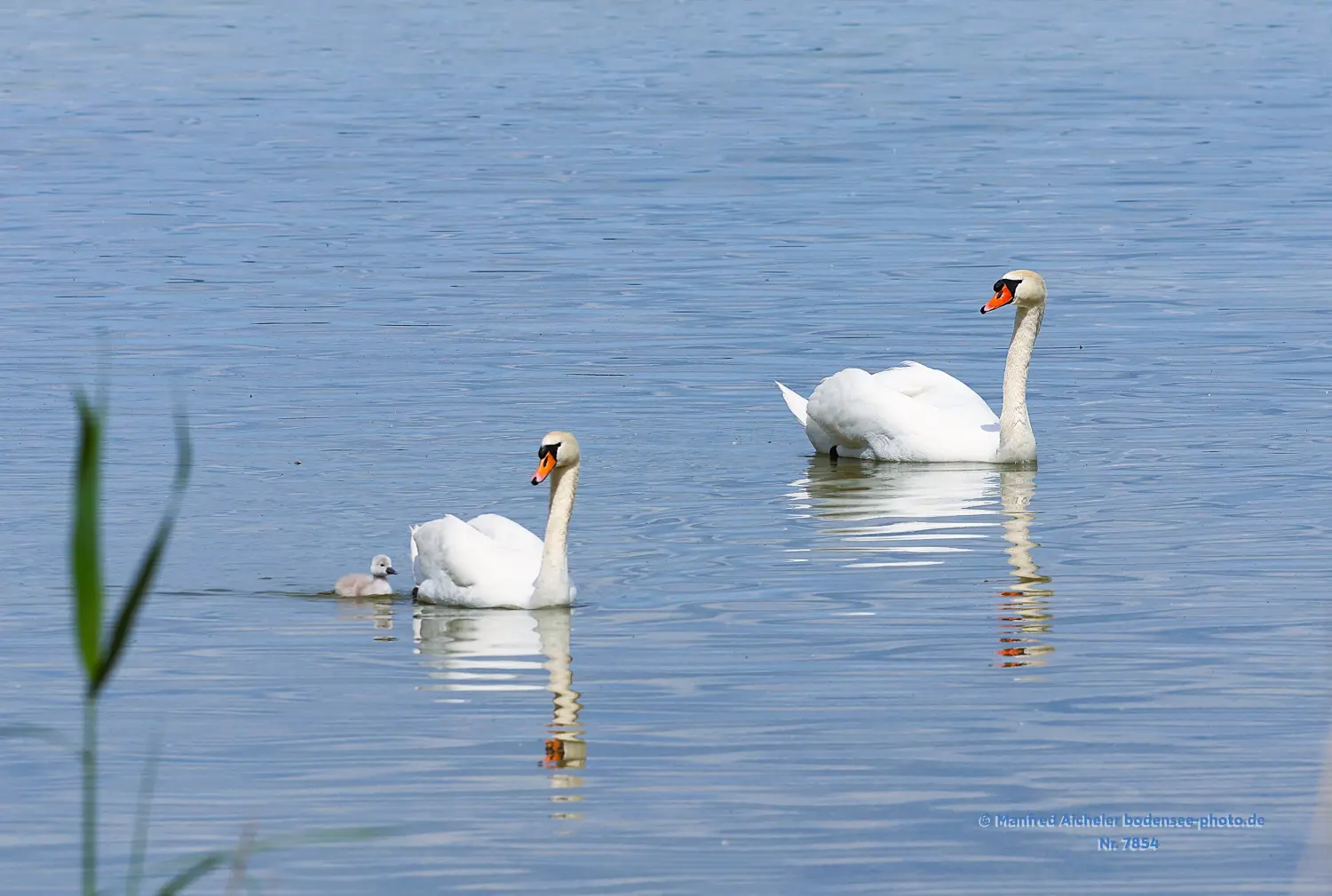 Naturfotografie - Manfred Aicheler -  Wasser- und Feuchtgebiete - Höckerschwan
