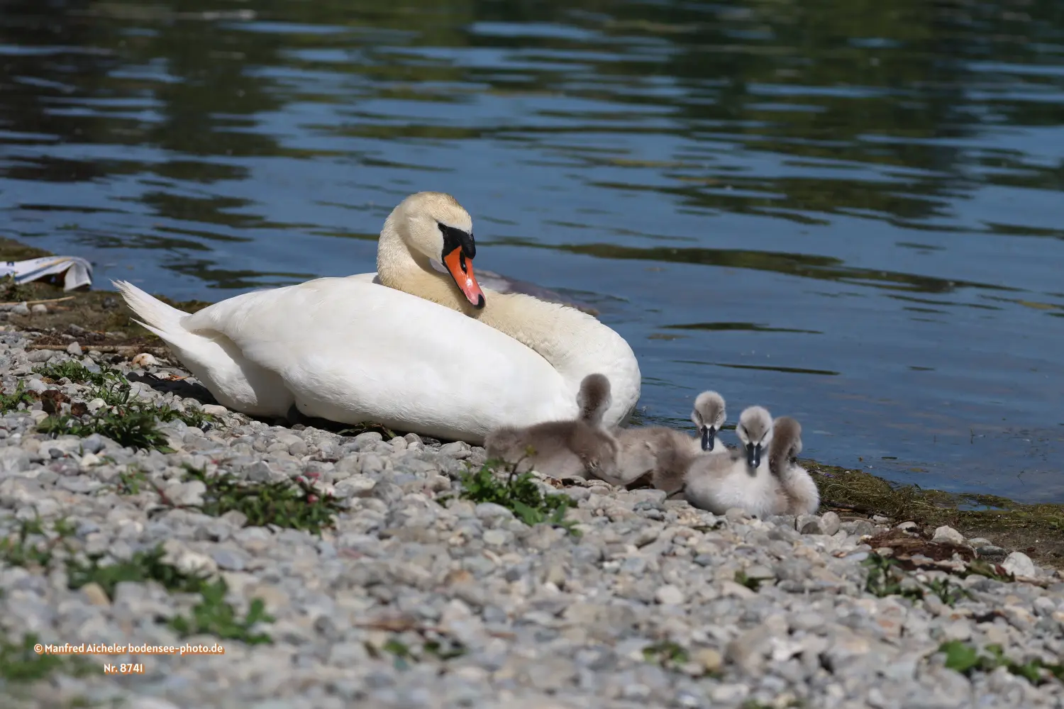 Naturfotografie - Manfred Aicheler -  Wasser- und Feuchtgebiete - Höckerschwan