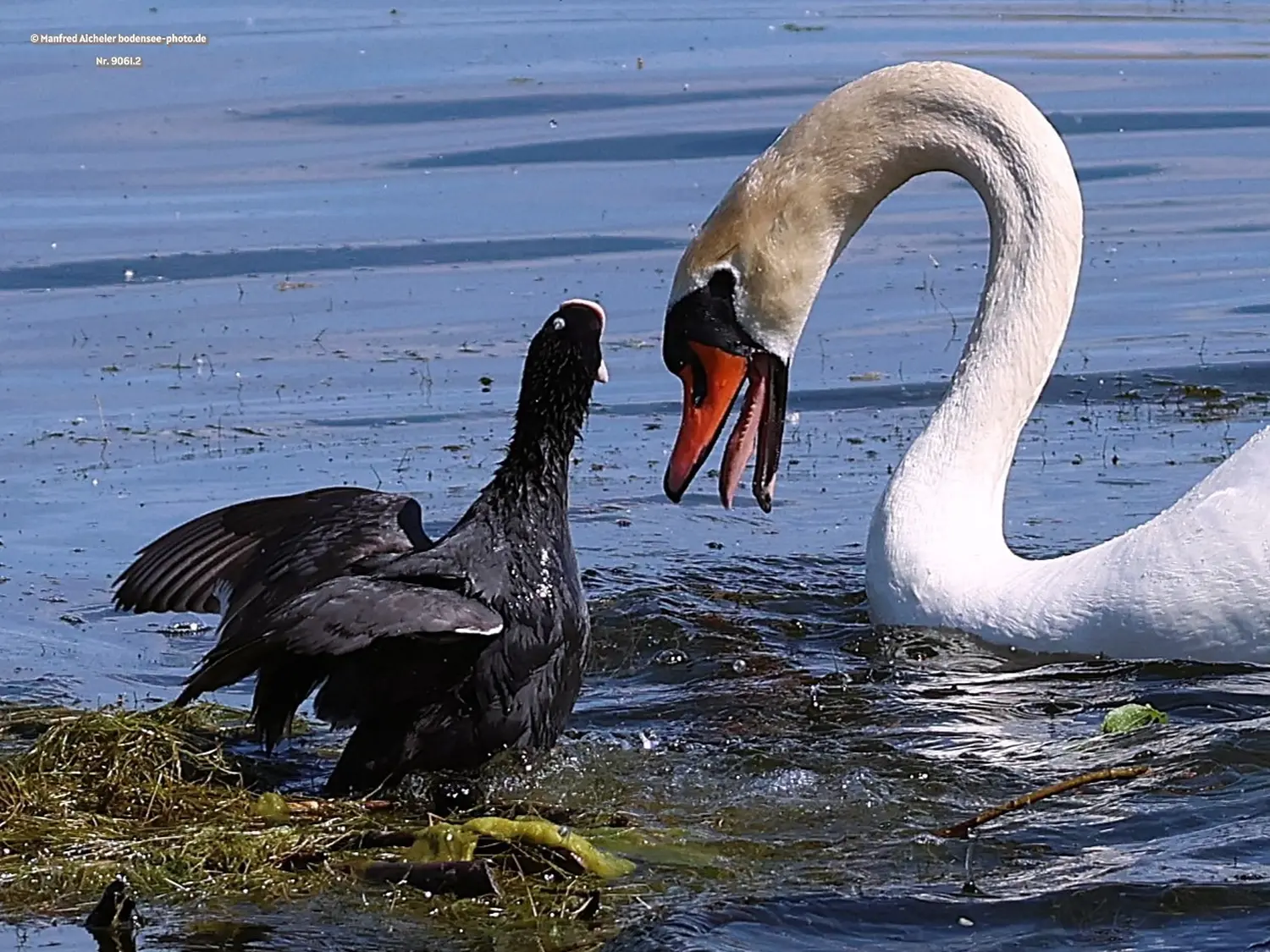 Naturfotografie - Manfred Aicheler -  Wasser- und Feuchtgebiete - Höckerschwan