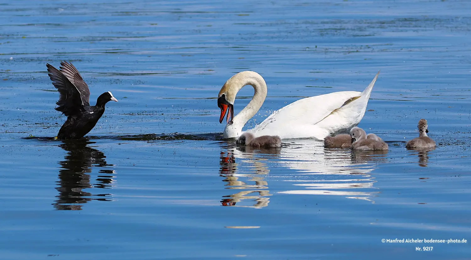 Naturfotografie - Manfred Aicheler -  Wasser- und Feuchtgebiete - Höhepunkte der Vögel