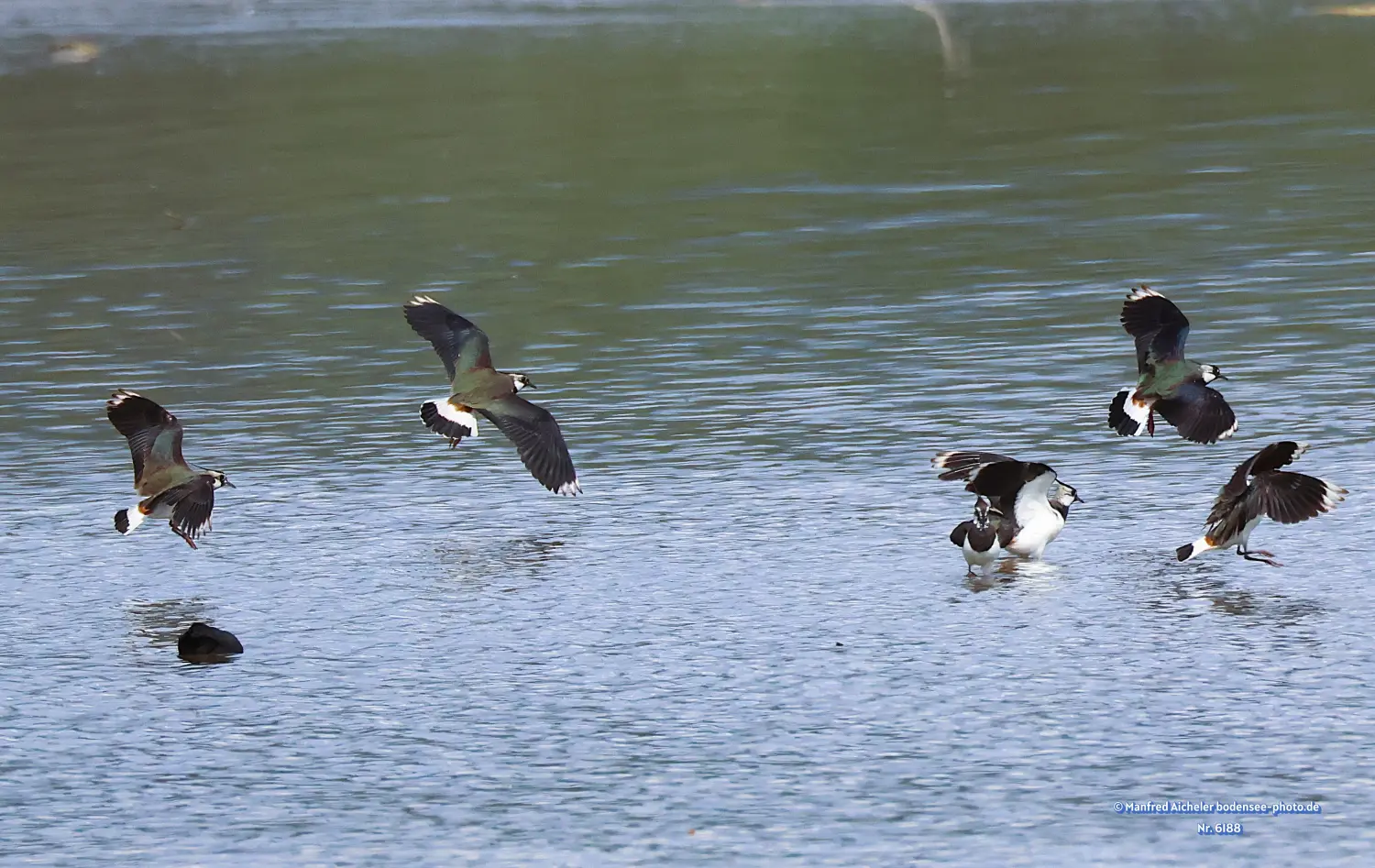 Naturfotografie - Manfred Aicheler -  Offene Landschaften, Felder, Wiesen und Gebäude - Kiebitz