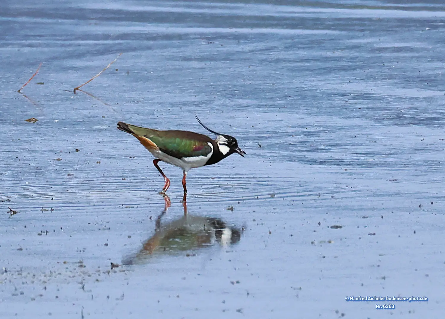 Naturfotografie - Manfred Aicheler -  Offene Landschaften, Felder, Wiesen und Gebäude - Kiebitz