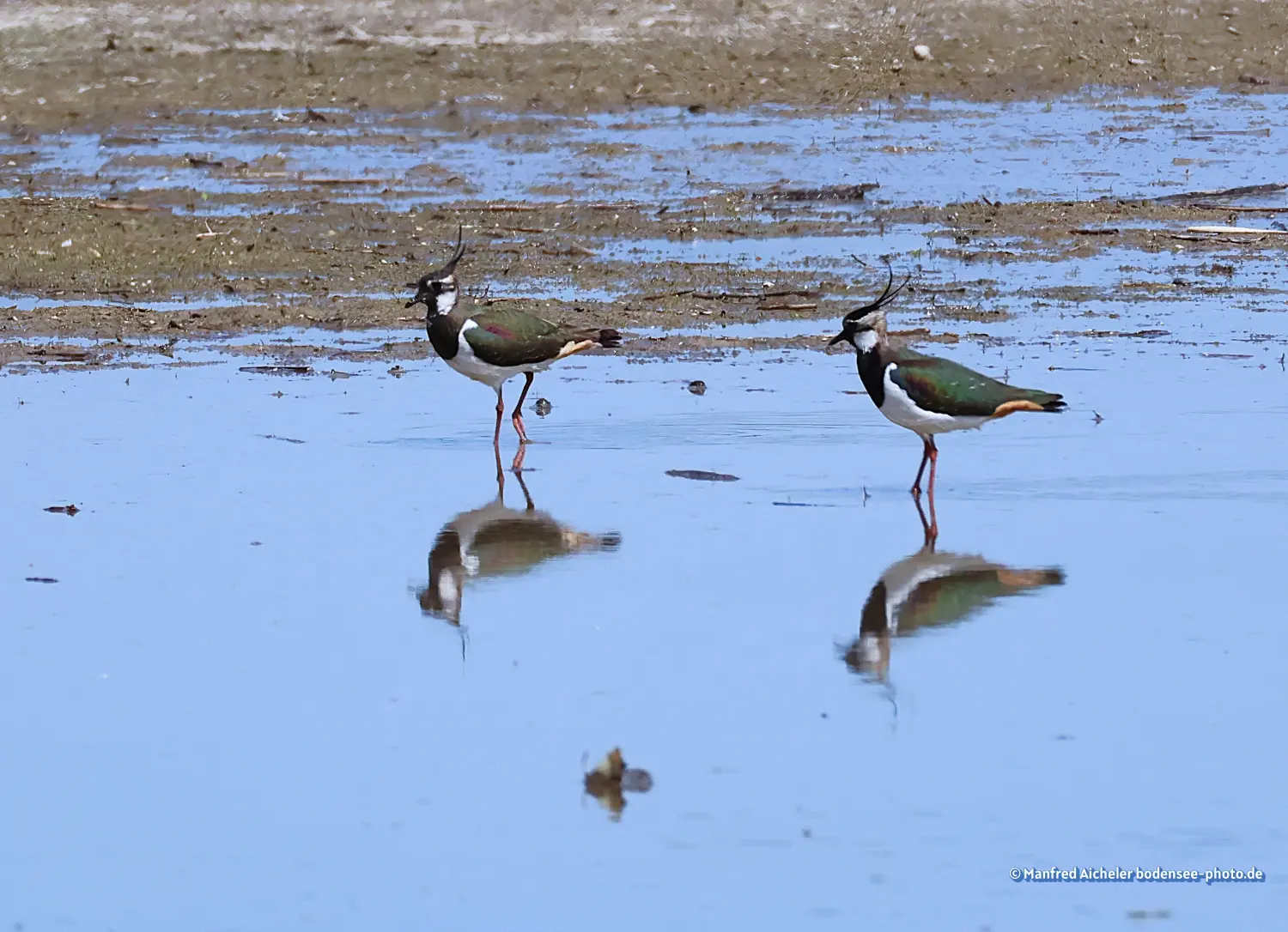 Naturfotografie - Manfred Aicheler -  Offene Landschaften, Felder, Wiesen und Gebäude - Kiebitz
