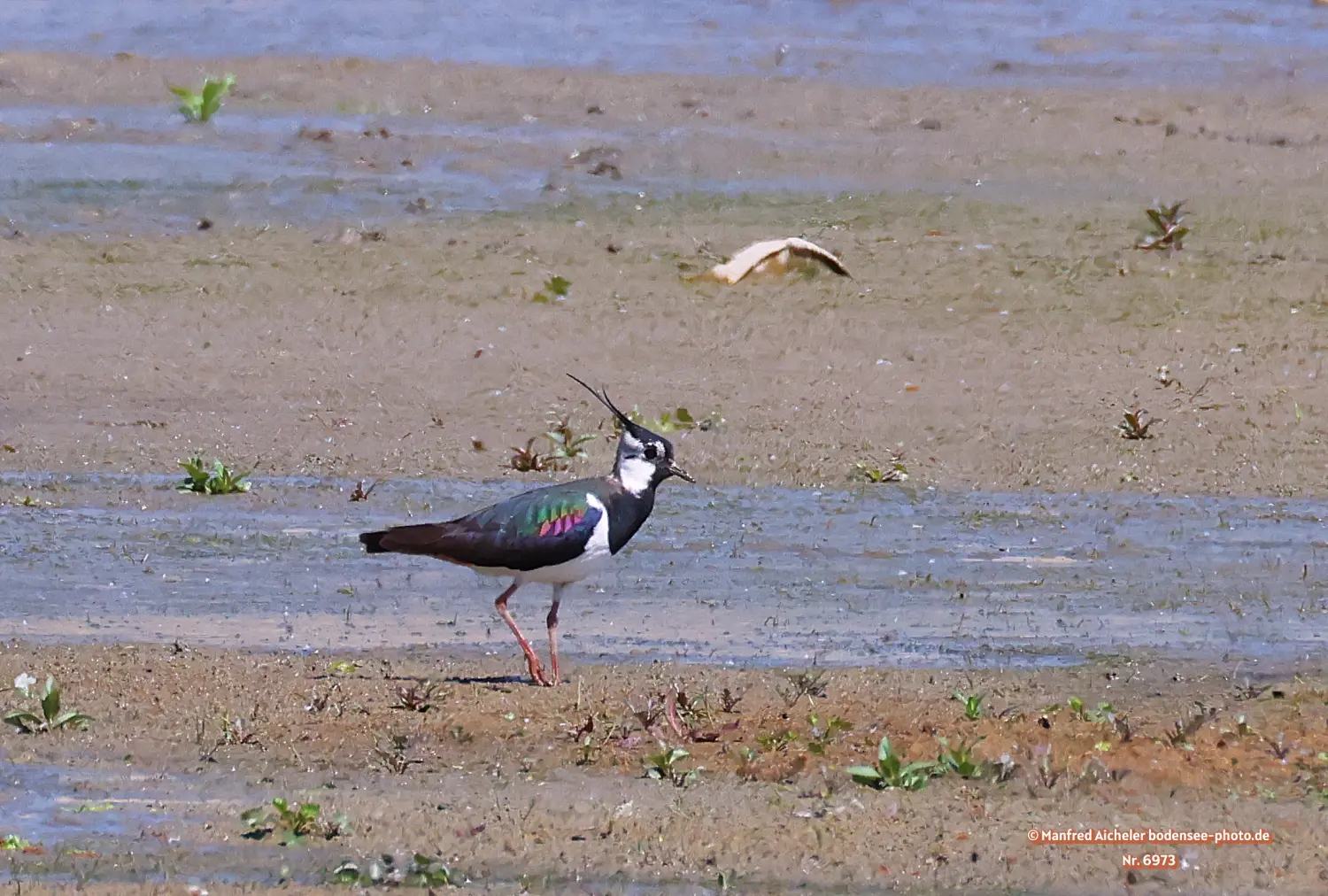 Naturfotografie - Manfred Aicheler -  Offene Landschaften, Felder, Wiesen und Gebäude - Kiebitz