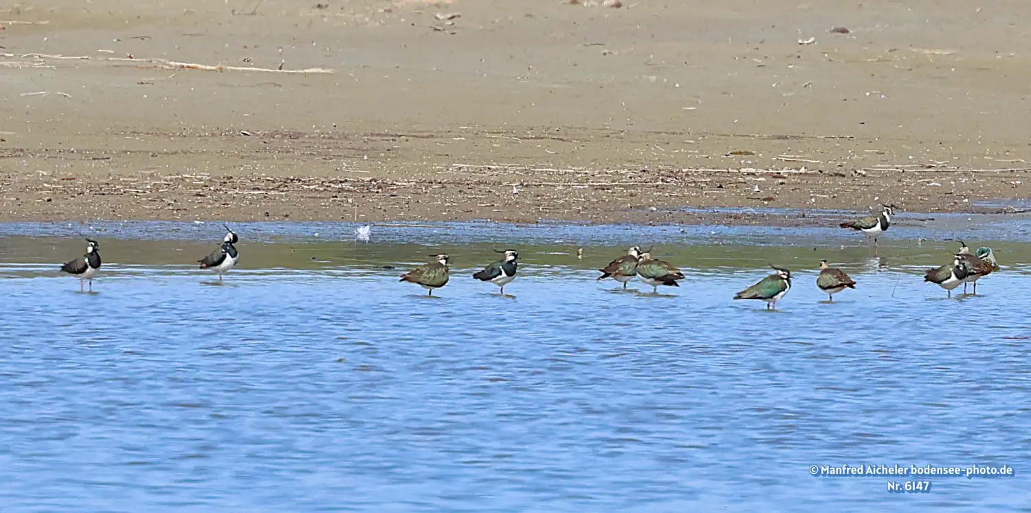 Naturfotografie - Manfred Aicheler -  Offene Landschaften, Felder, Wiesen und Gebäude - Kiebitz