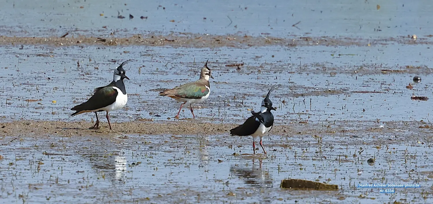 Naturfotografie - Manfred Aicheler -  Offene Landschaften, Felder, Wiesen und Gebäude - Kiebitz