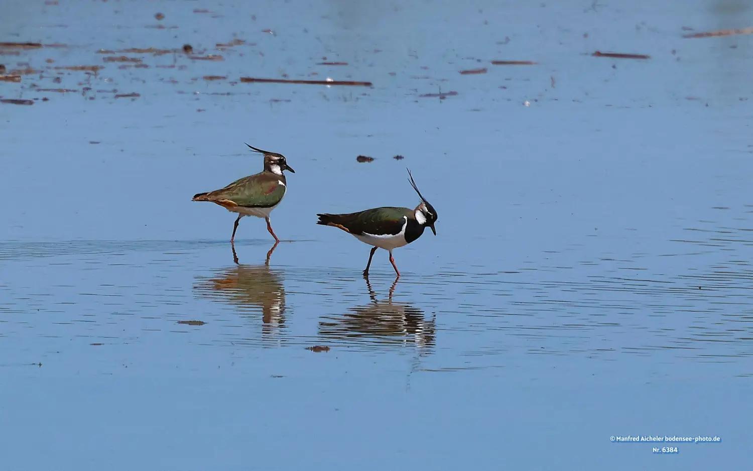 Naturfotografie - Manfred Aicheler -  Offene Landschaften, Felder, Wiesen und Gebäude - Kiebitz