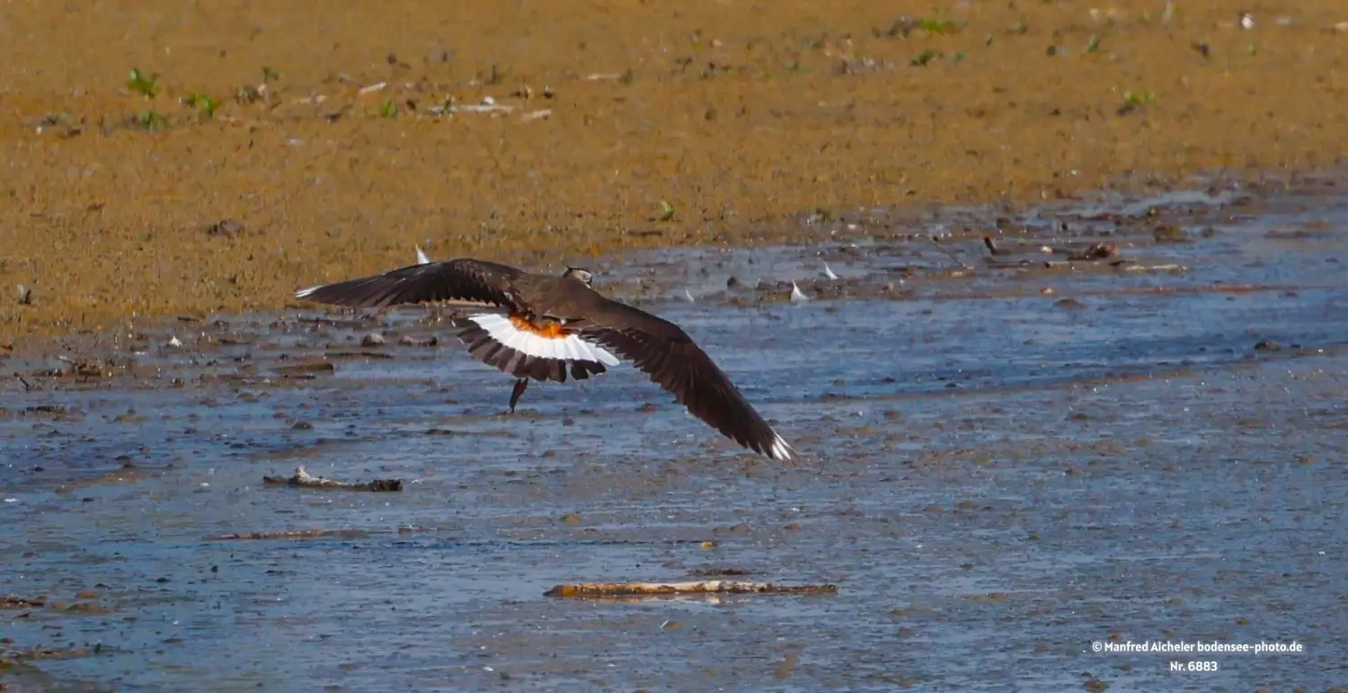 Naturfotografie - Manfred Aicheler -  Offene Landschaften, Felder, Wiesen und Gebäude - Kiebitz