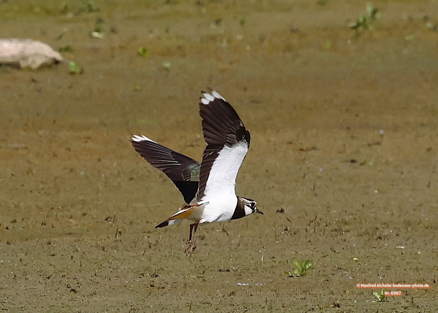 Naturfotografie - Manfred Aicheler -  Offene Landschaften, Felder, Wiesen und Gebäude - Kiebitz