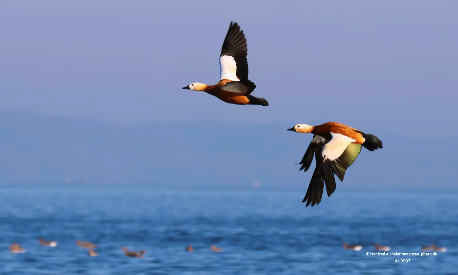 Naturfotografie - Manfred Aicheler -  Wasser- und Feuchtgebiete - Rostgans