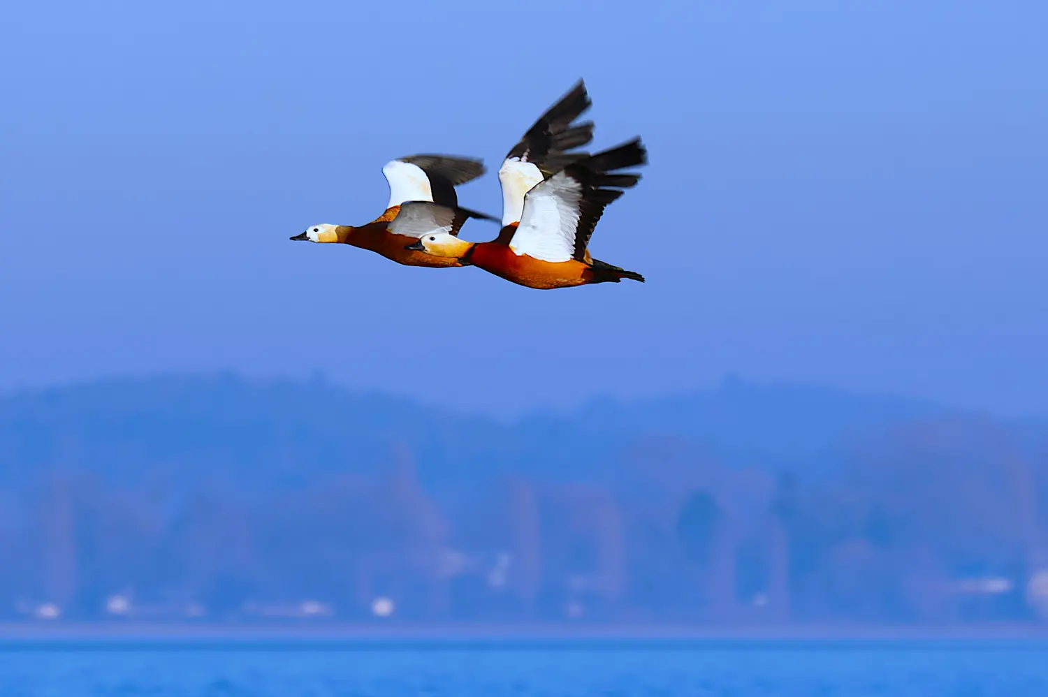 Naturfotografie - Manfred Aicheler -  Wasser- und Feuchtgebiete - Höhepunkte der Vögel