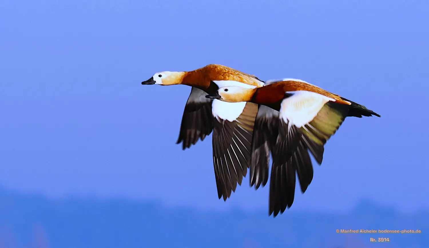 Naturfotografie - Manfred Aicheler -  Wasser- und Feuchtgebiete - Rostgans