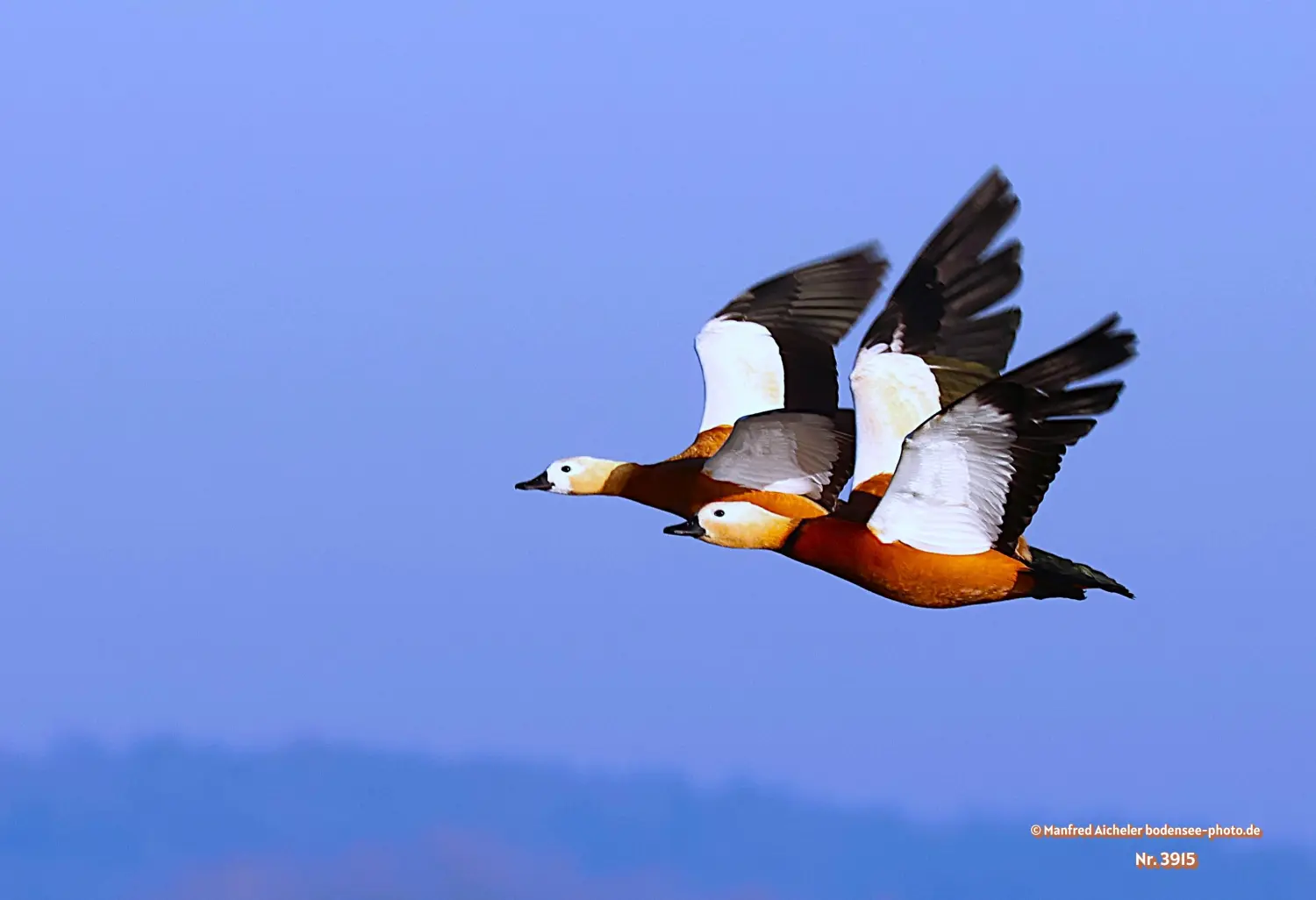 Naturfotografie - Manfred Aicheler -  Wasser- und Feuchtgebiete - Rostgans