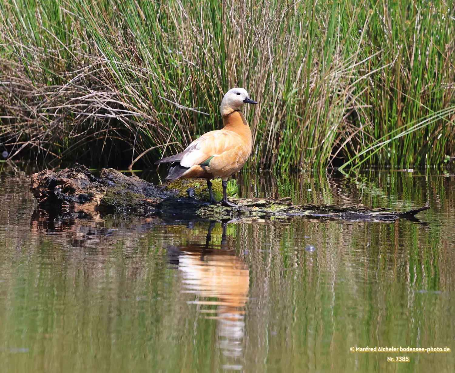 Naturfotografie - Manfred Aicheler -  Wasser- und Feuchtgebiete - Rostgans