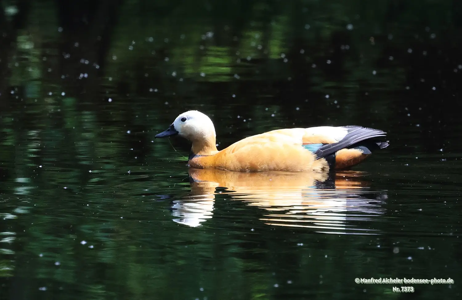 Naturfotografie - Manfred Aicheler -  Wasser- und Feuchtgebiete - Rostgans
