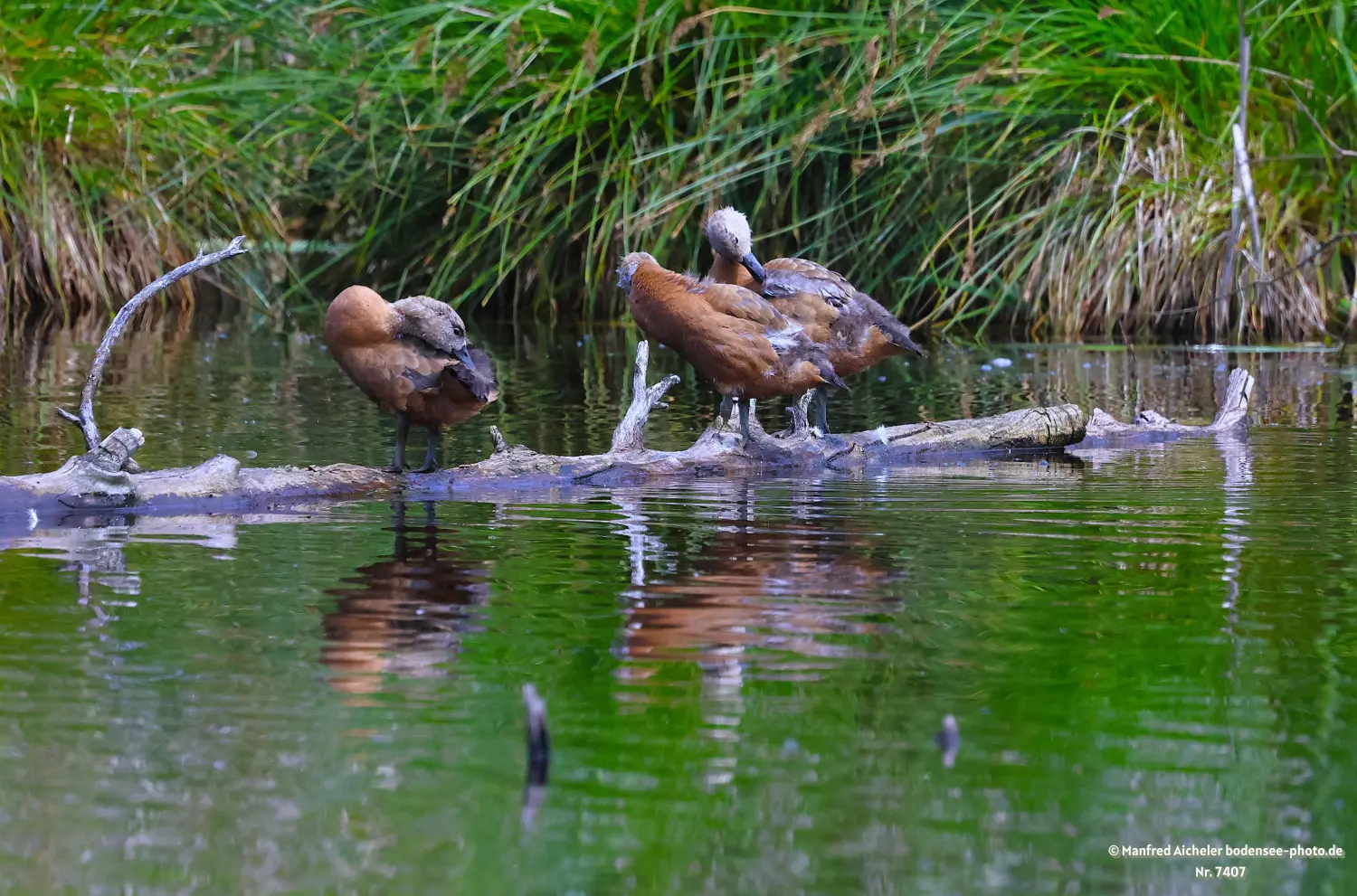 Naturfotografie - Manfred Aicheler -  Wasser- und Feuchtgebiete - Rostgans