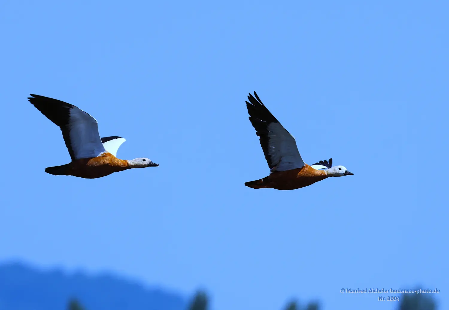 Naturfotografie - Manfred Aicheler -  Wasser- und Feuchtgebiete - Rostgans