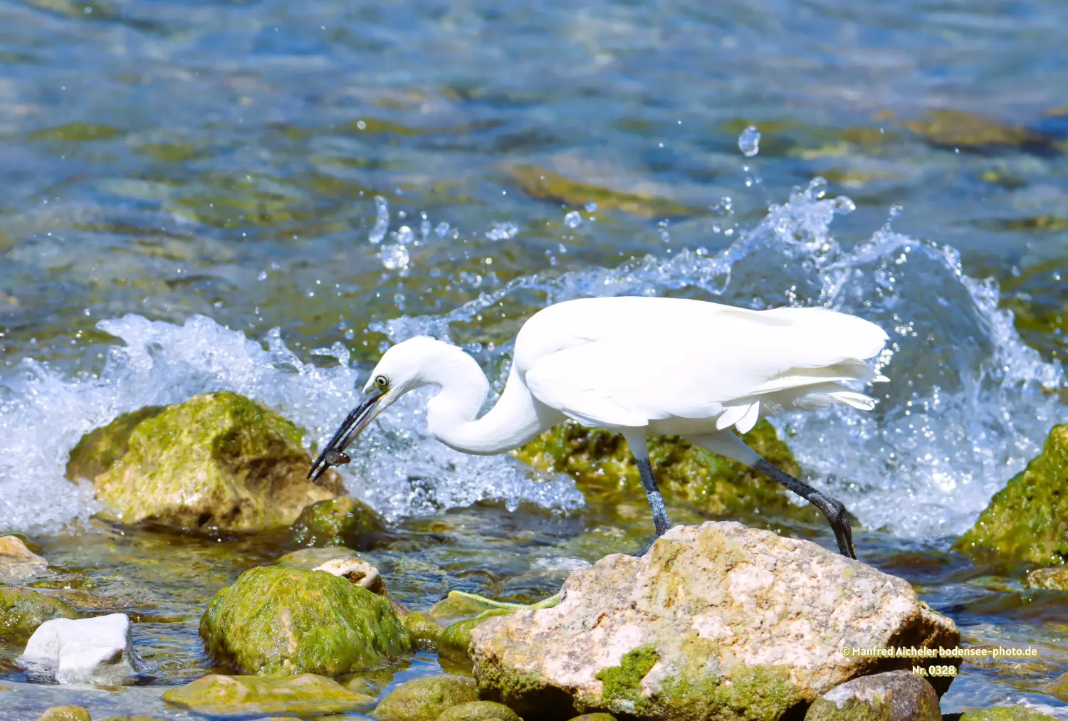 Naturfotografie - Manfred Aicheler -  Wasser- und Feuchtgebiete - Seidenreiher