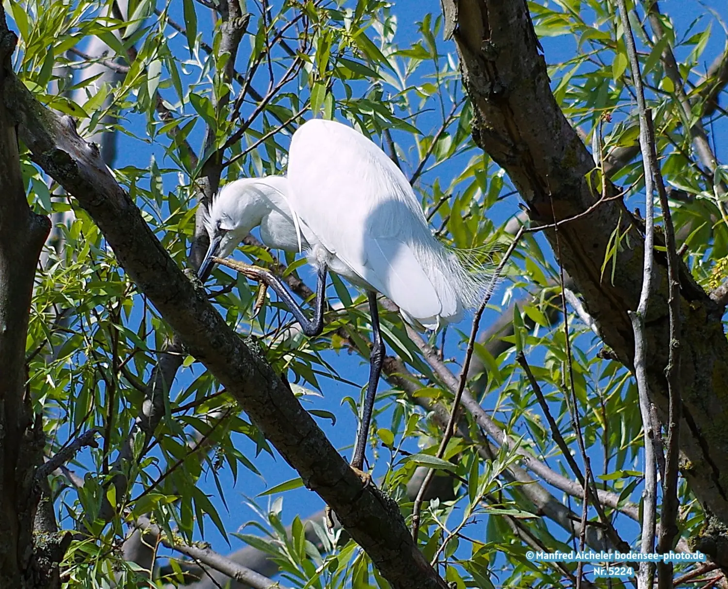 Naturfotografie - Manfred Aicheler -  Wasser- und Feuchtgebiete - Seidenreiher