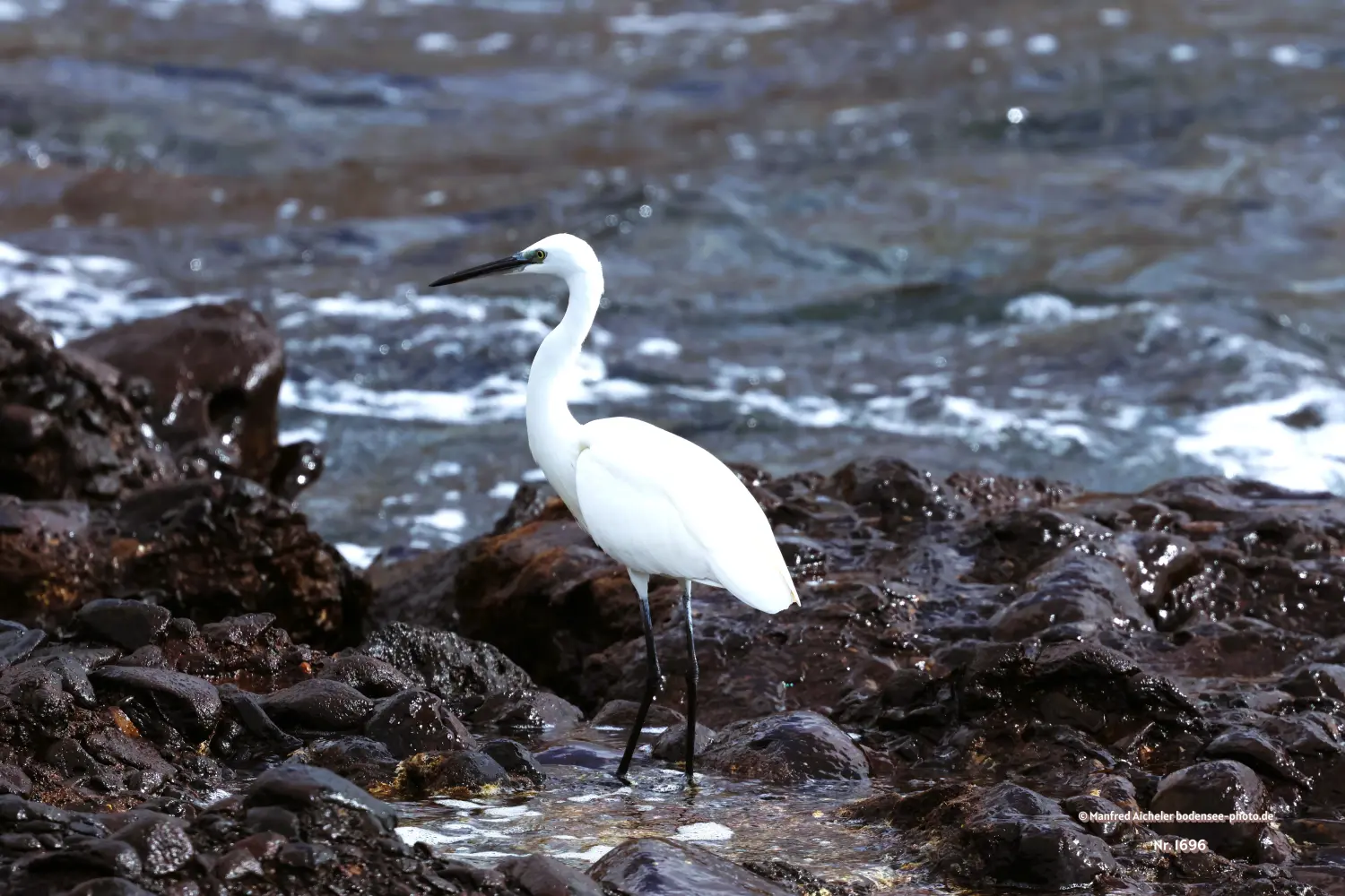 Naturfotografie - Manfred Aicheler -  Wasser- und Feuchtgebiete - Seidenreiher