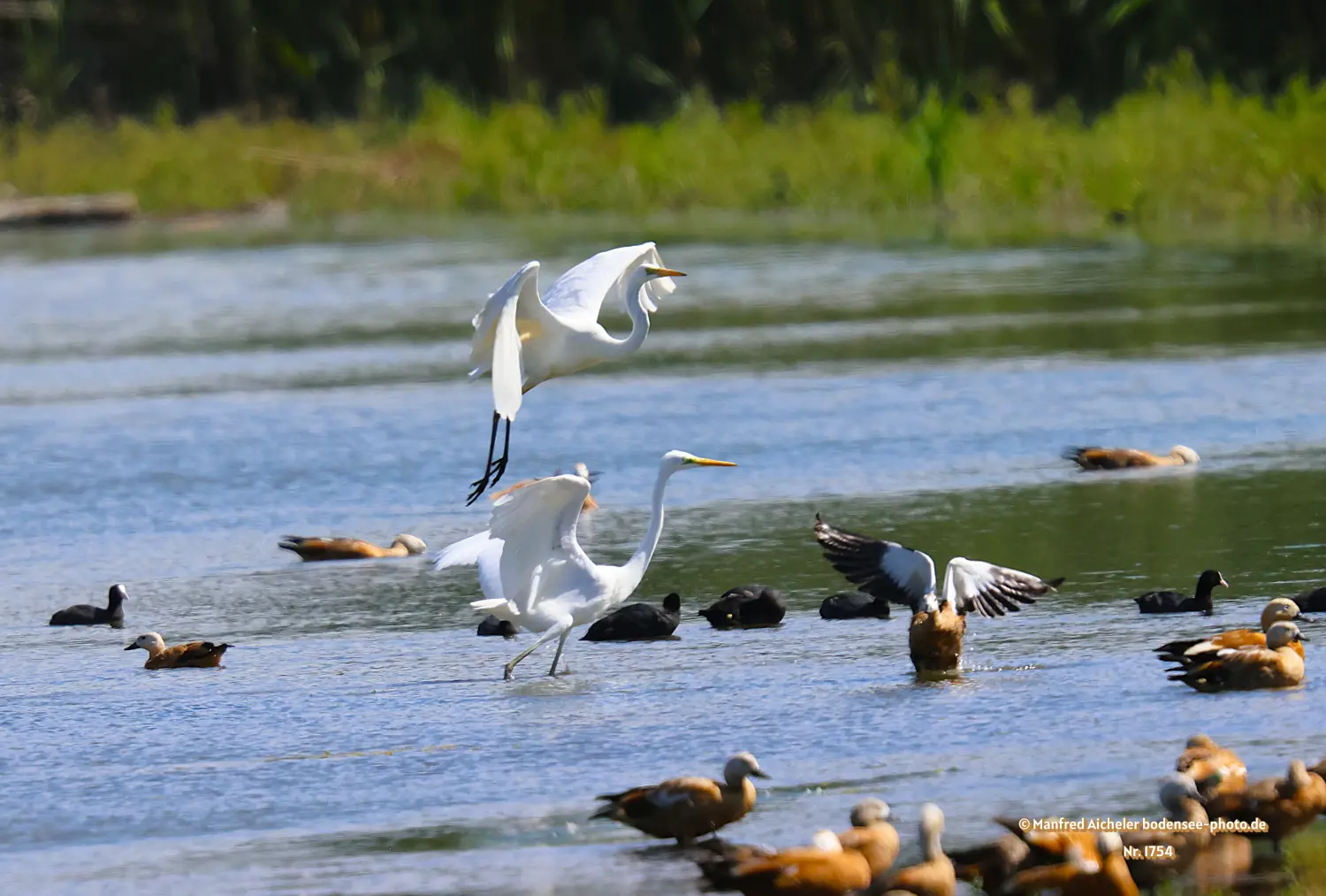 Naturfotografie - Manfred Aicheler -  Wasser- und Feuchtgebiete - Silberreiher