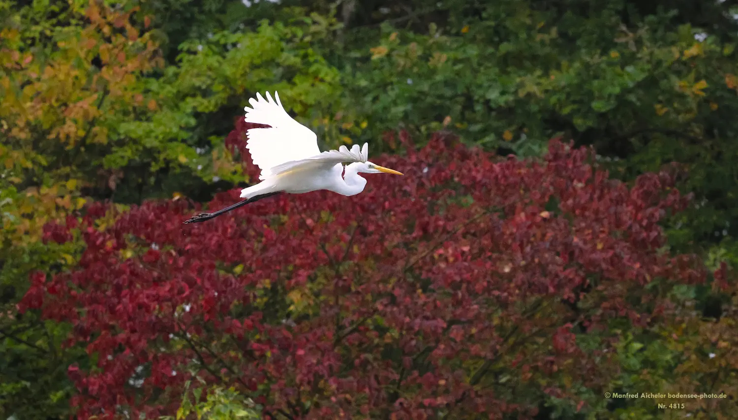 Naturfotografie - Manfred Aicheler -  Wasser- und Feuchtgebiete - Silberreiher