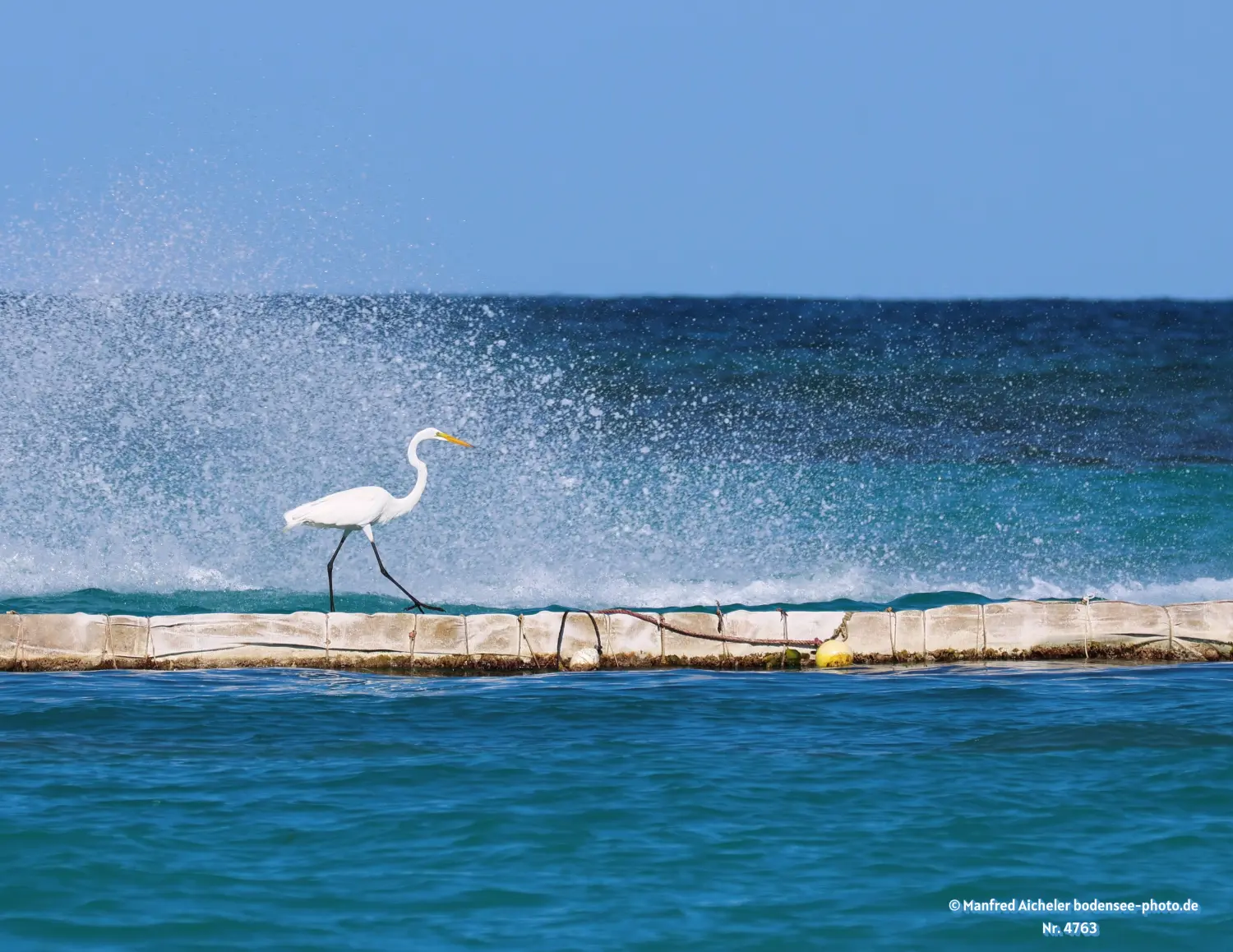 Naturfotografie - Manfred Aicheler -  Wasser- und Feuchtgebiete - Silberreiher