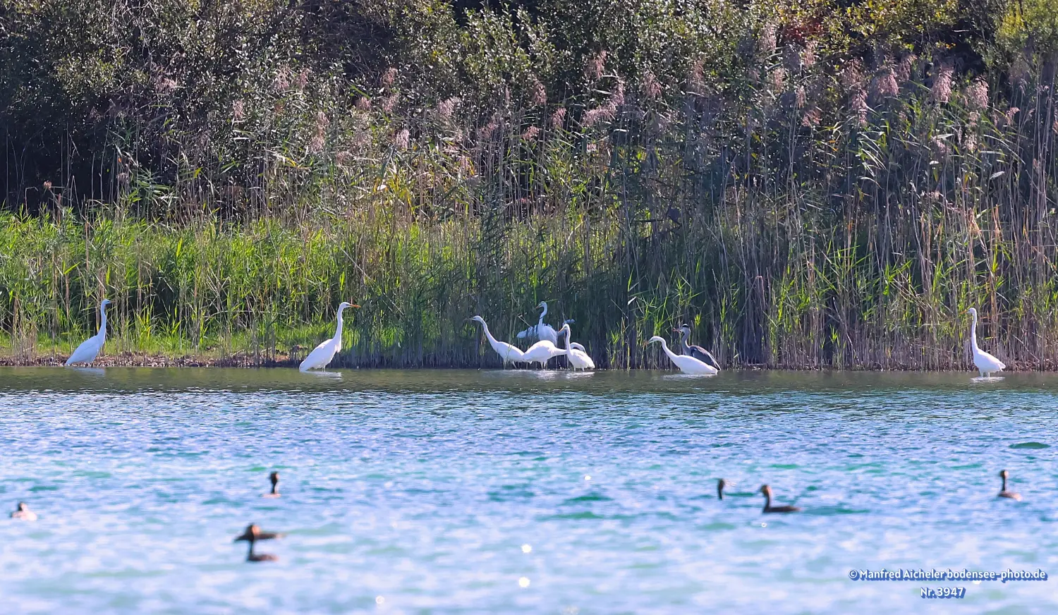 Naturfotografie - Manfred Aicheler -  Wasser- und Feuchtgebiete - Silberreiher