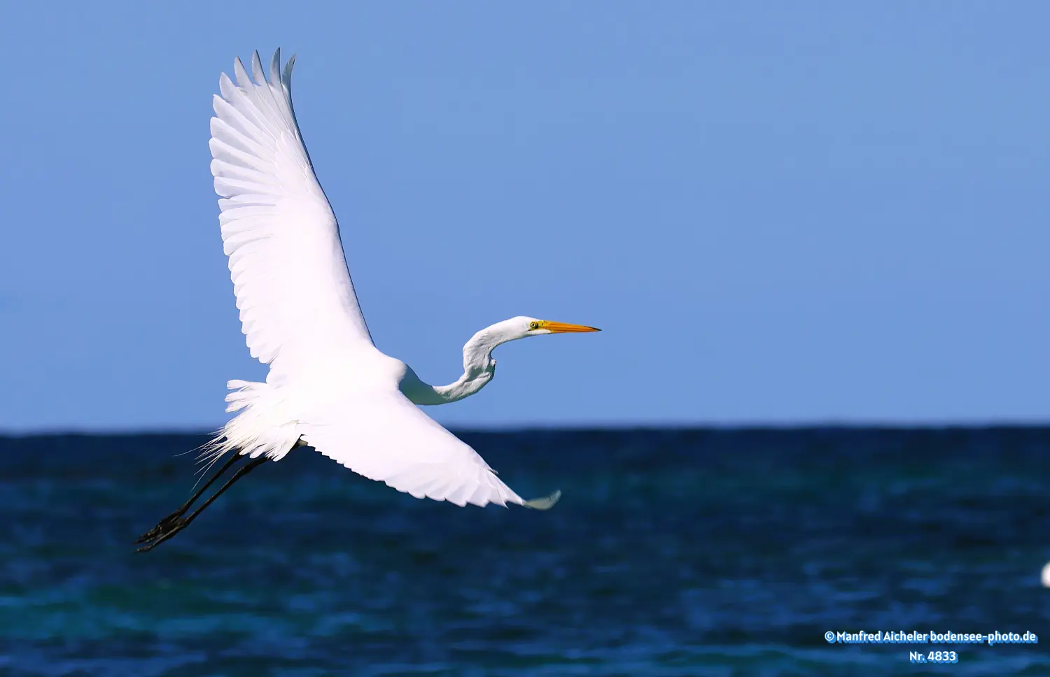 Naturfotografie - Manfred Aicheler -  Wasser- und Feuchtgebiete - Höhepunkte der Vögel