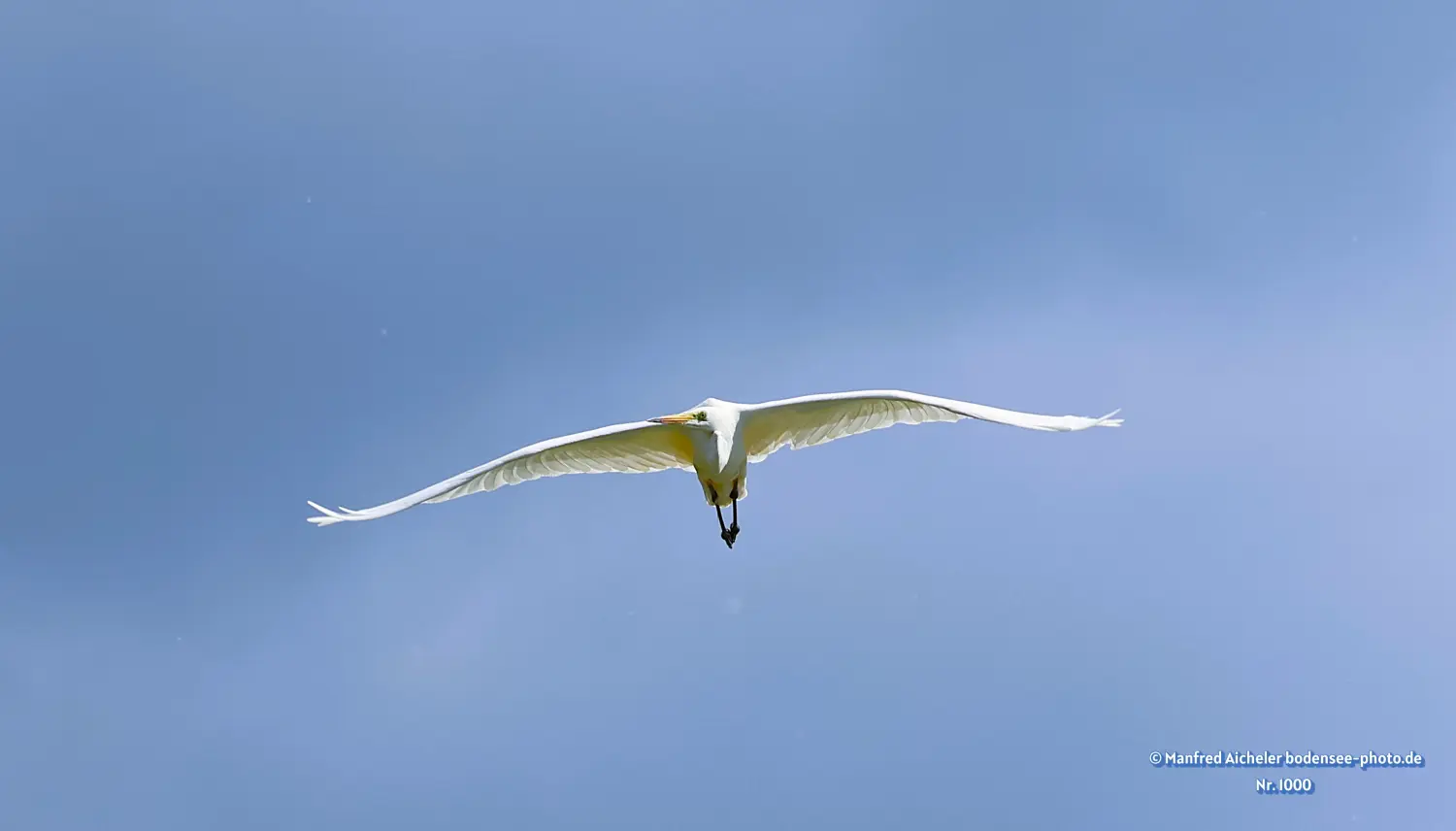 Naturfotografie - Manfred Aicheler -  Wasser- und Feuchtgebiete - Silberreiher
