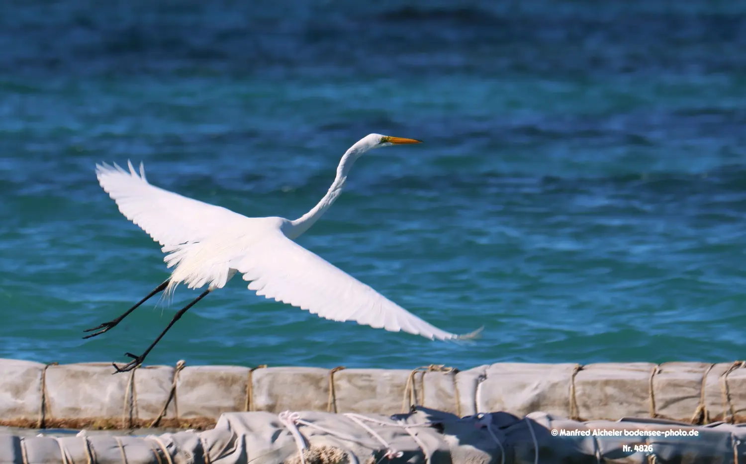 Naturfotografie - Manfred Aicheler -  Wasser- und Feuchtgebiete - Silberreiher