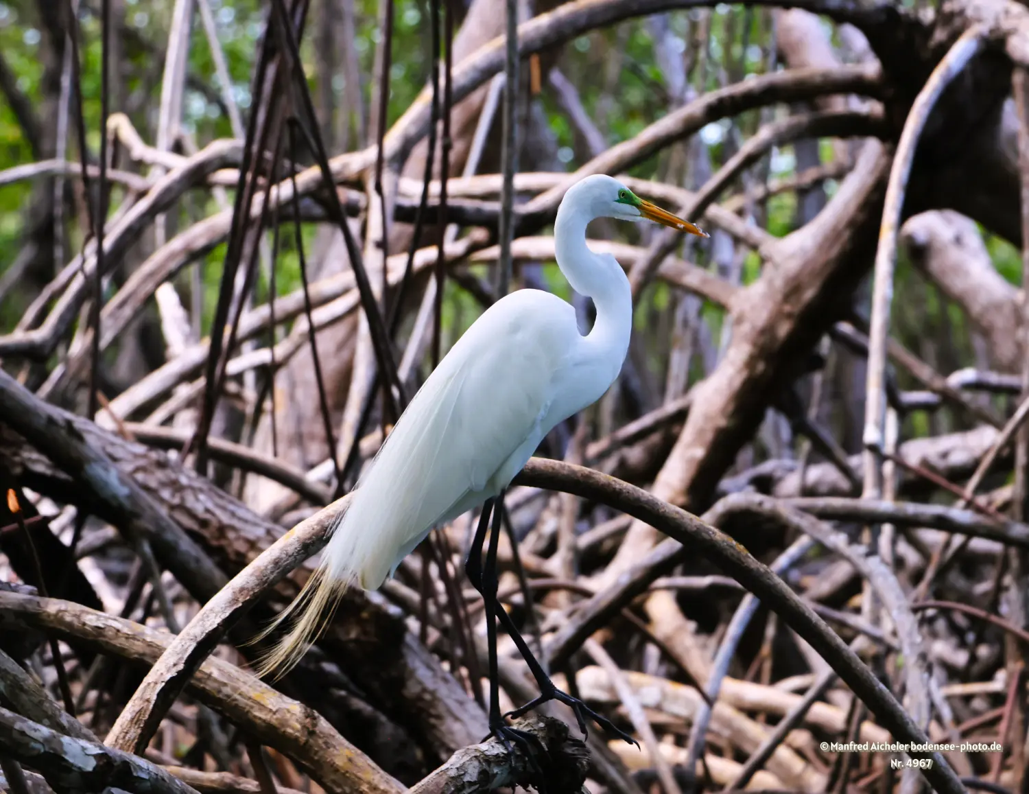 Naturfotografie - Manfred Aicheler -  Wasser- und Feuchtgebiete - Silberreiher