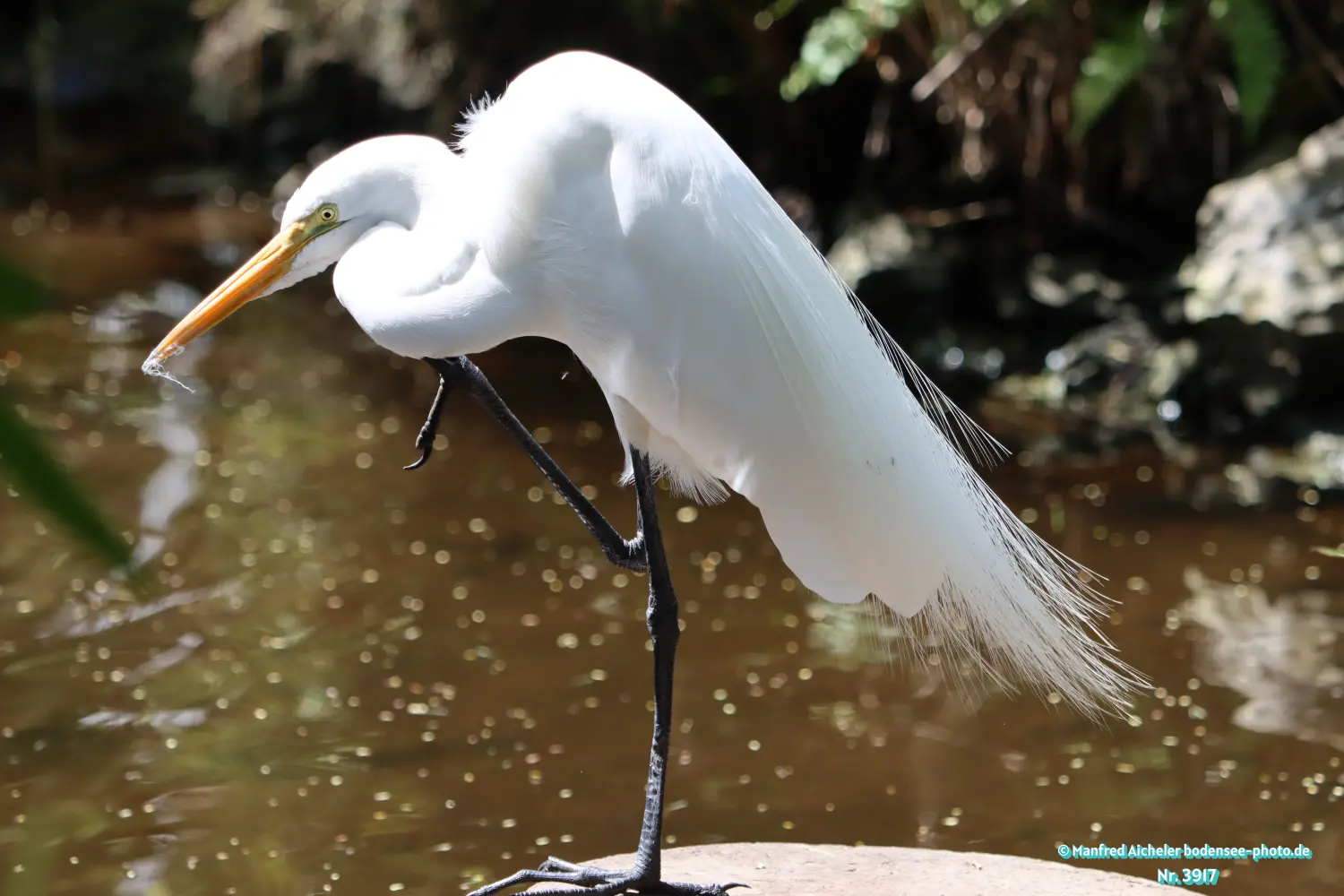 Naturfotografie - Manfred Aicheler -  Wasser- und Feuchtgebiete - Silberreiher