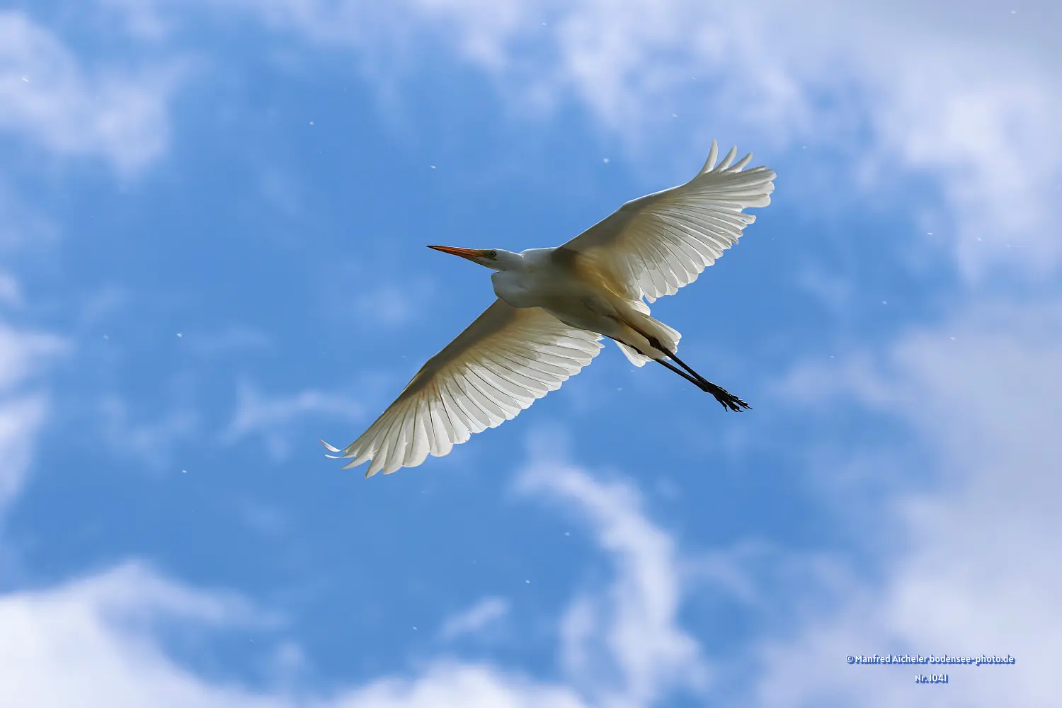 Naturfotografie - Manfred Aicheler -  Wasser- und Feuchtgebiete - Silberreiher