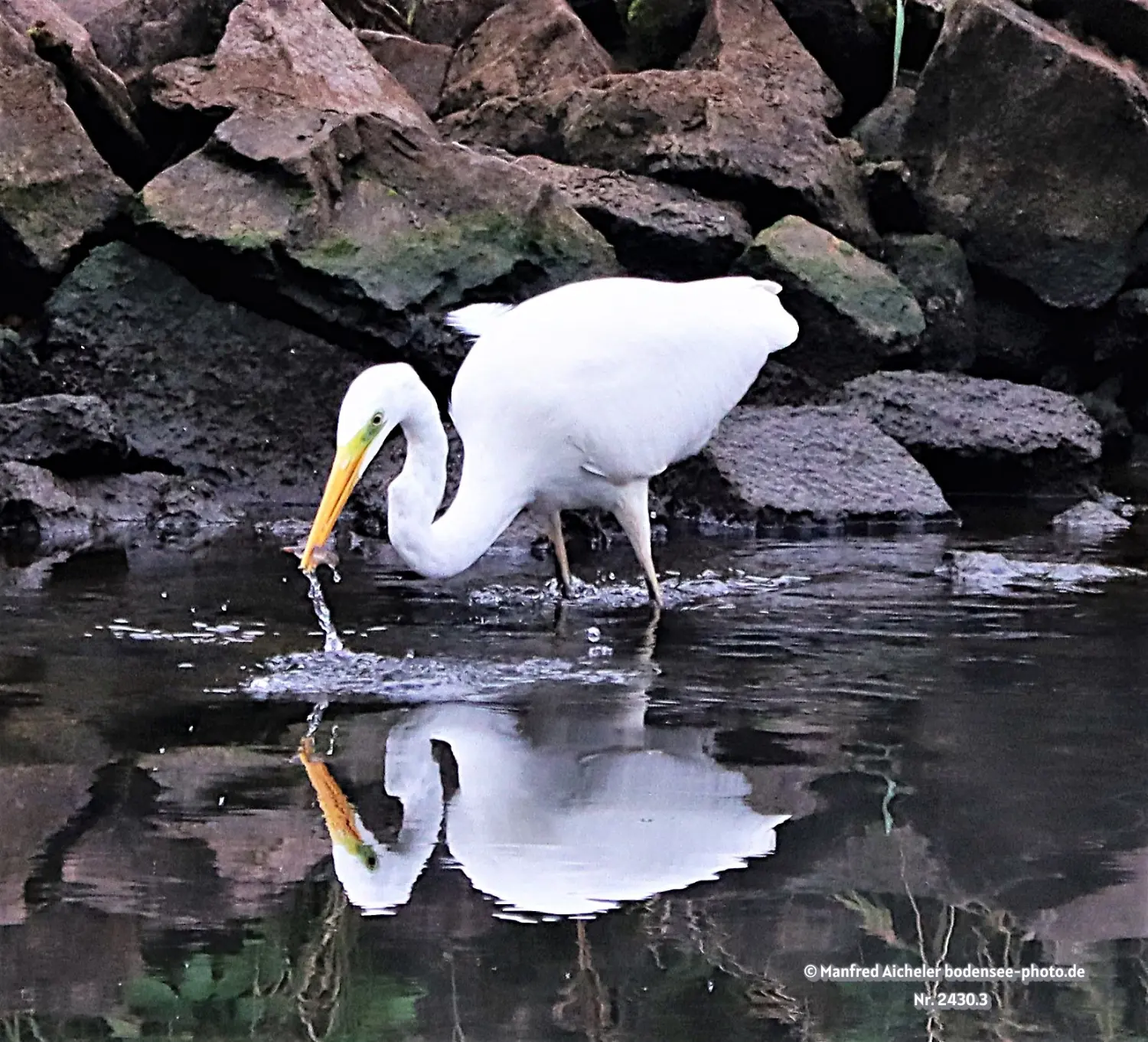 Naturfotografie - Manfred Aicheler -  Wasser- und Feuchtgebiete - Silberreiher
