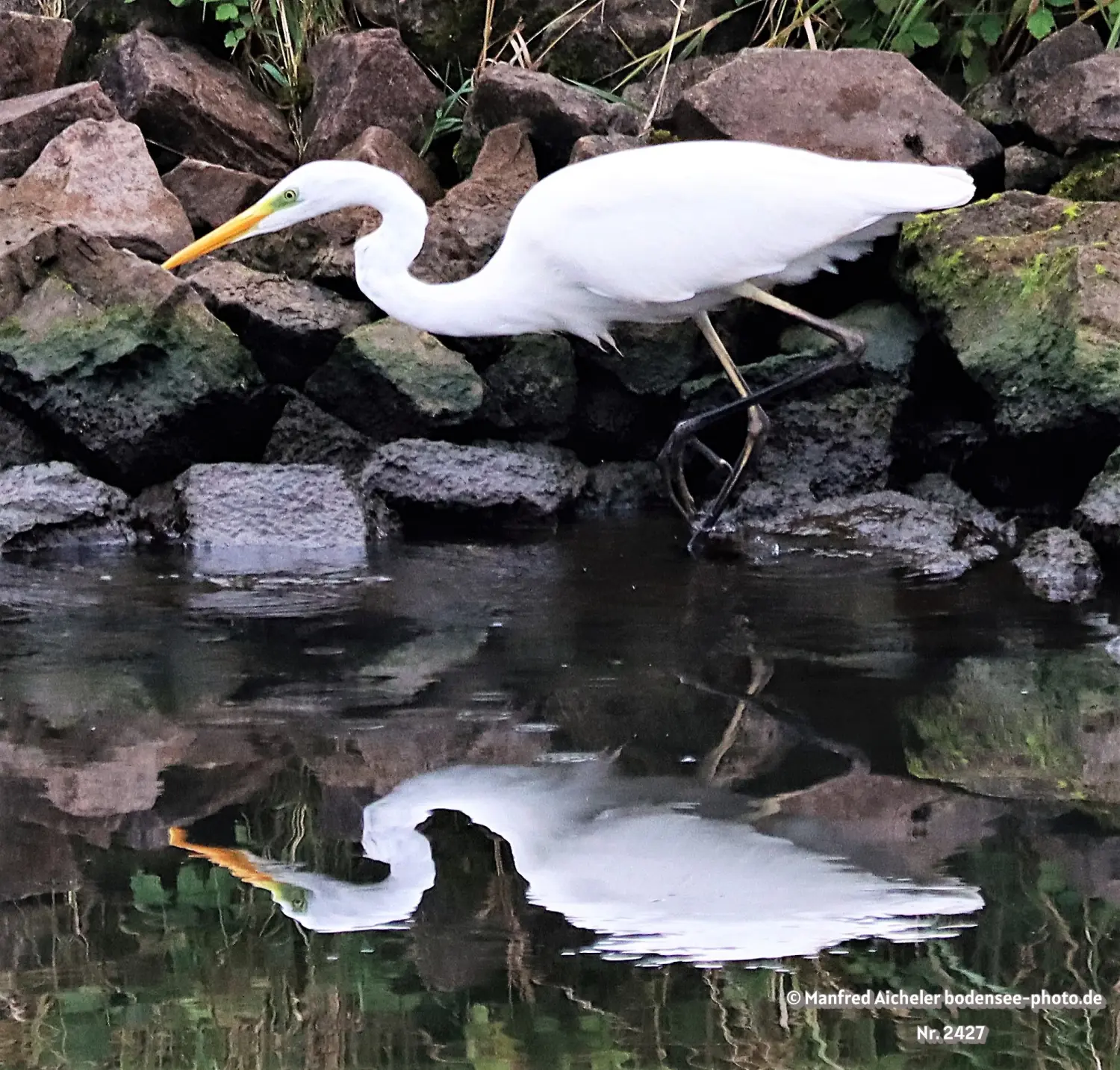 Naturfotografie - Manfred Aicheler -  Wasser- und Feuchtgebiete - Silberreiher