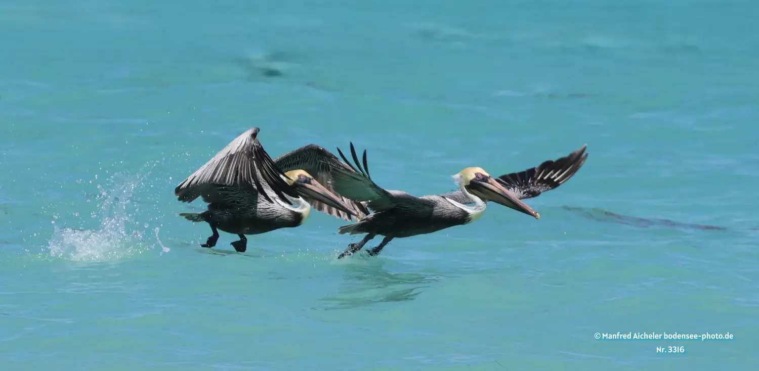 Naturfotografie - Manfred Aicheler -  Wasser- und Feuchtgebiete - Braunpelikan