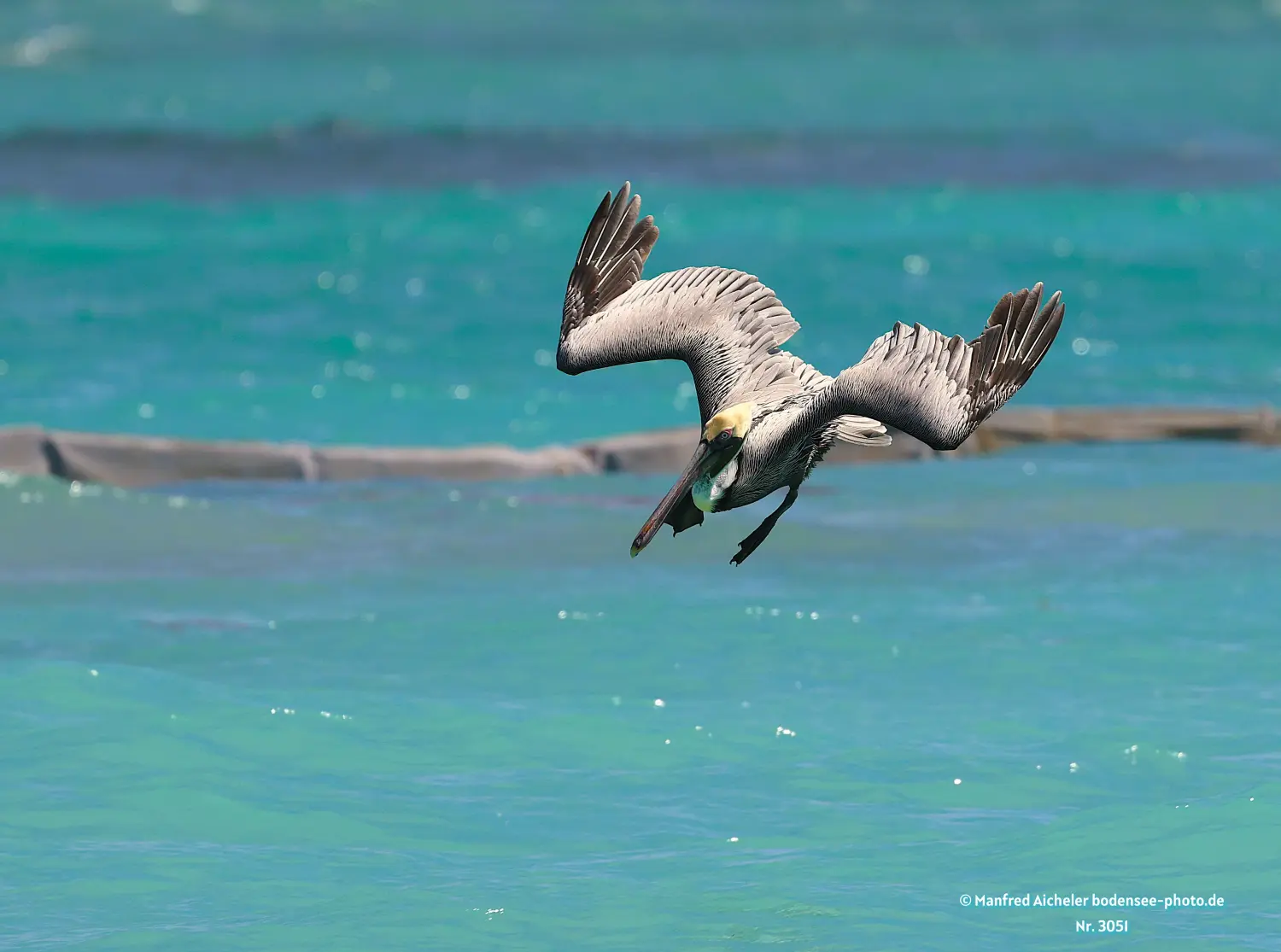 Naturfotografie - Manfred Aicheler -  Wasser- und Feuchtgebiete - Braunpelikan