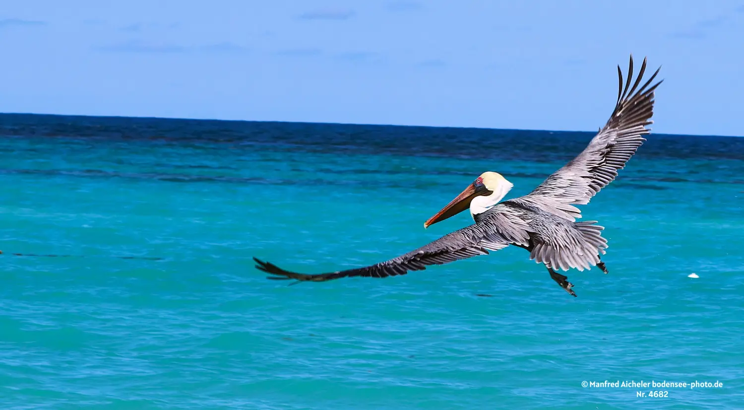 Naturfotografie - Manfred Aicheler -  Wasser- und Feuchtgebiete - Braunpelikan