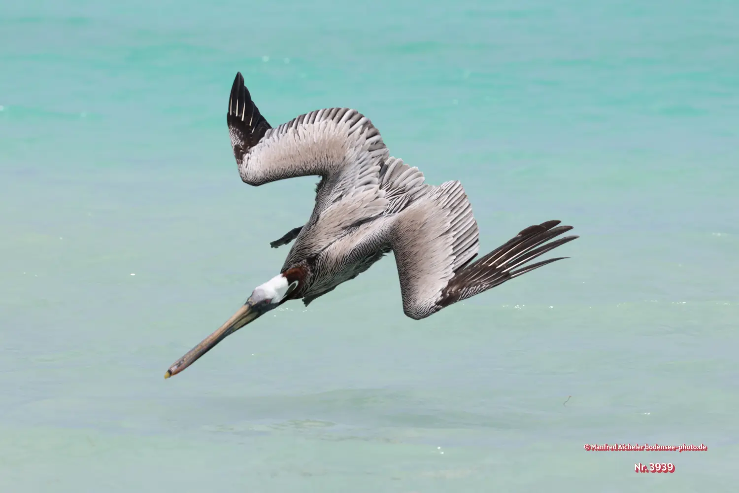 Naturfotografie - Manfred Aicheler -  Wasser- und Feuchtgebiete - Braunpelikan