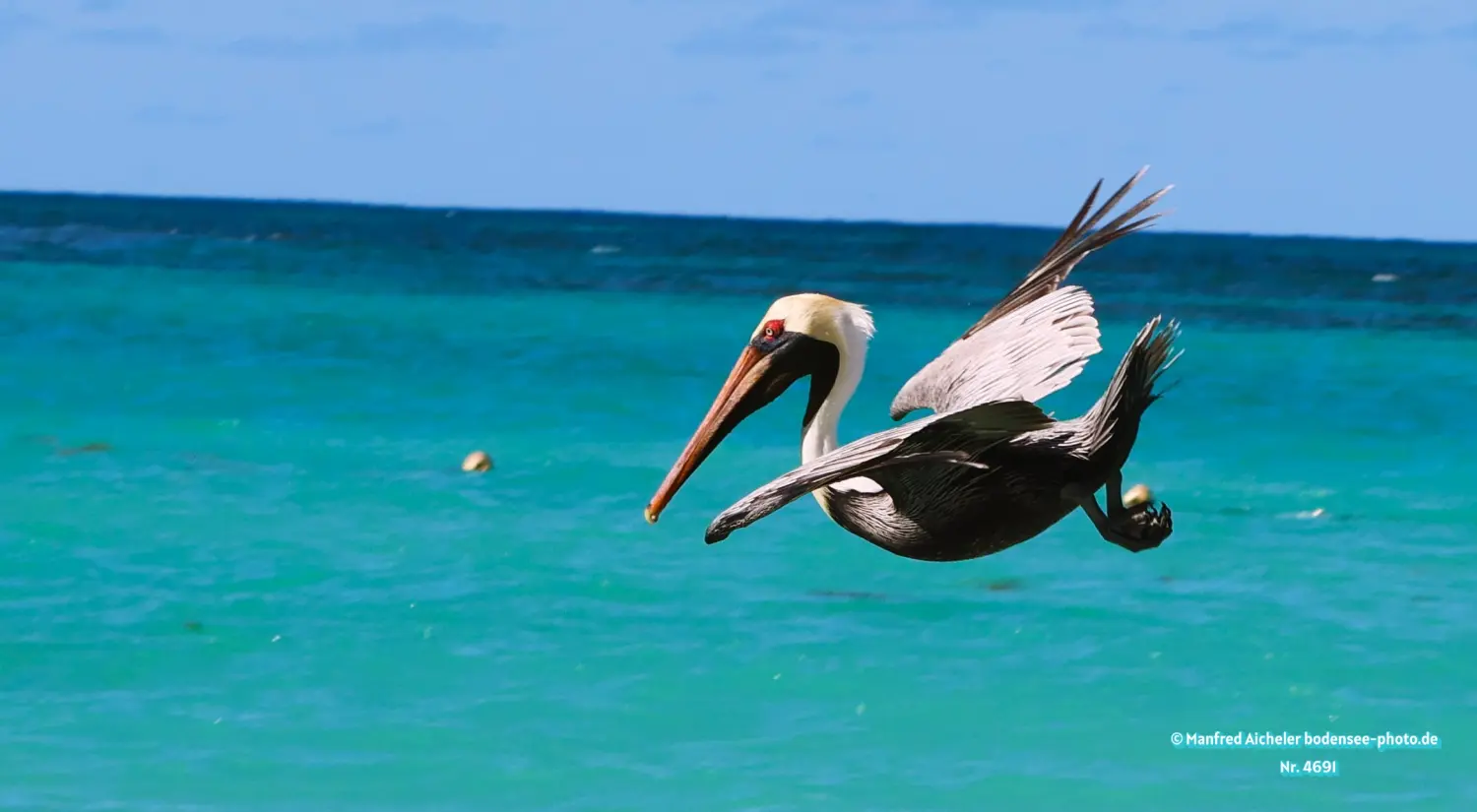 Naturfotografie - Manfred Aicheler -  Wasser- und Feuchtgebiete - Braunpelikan