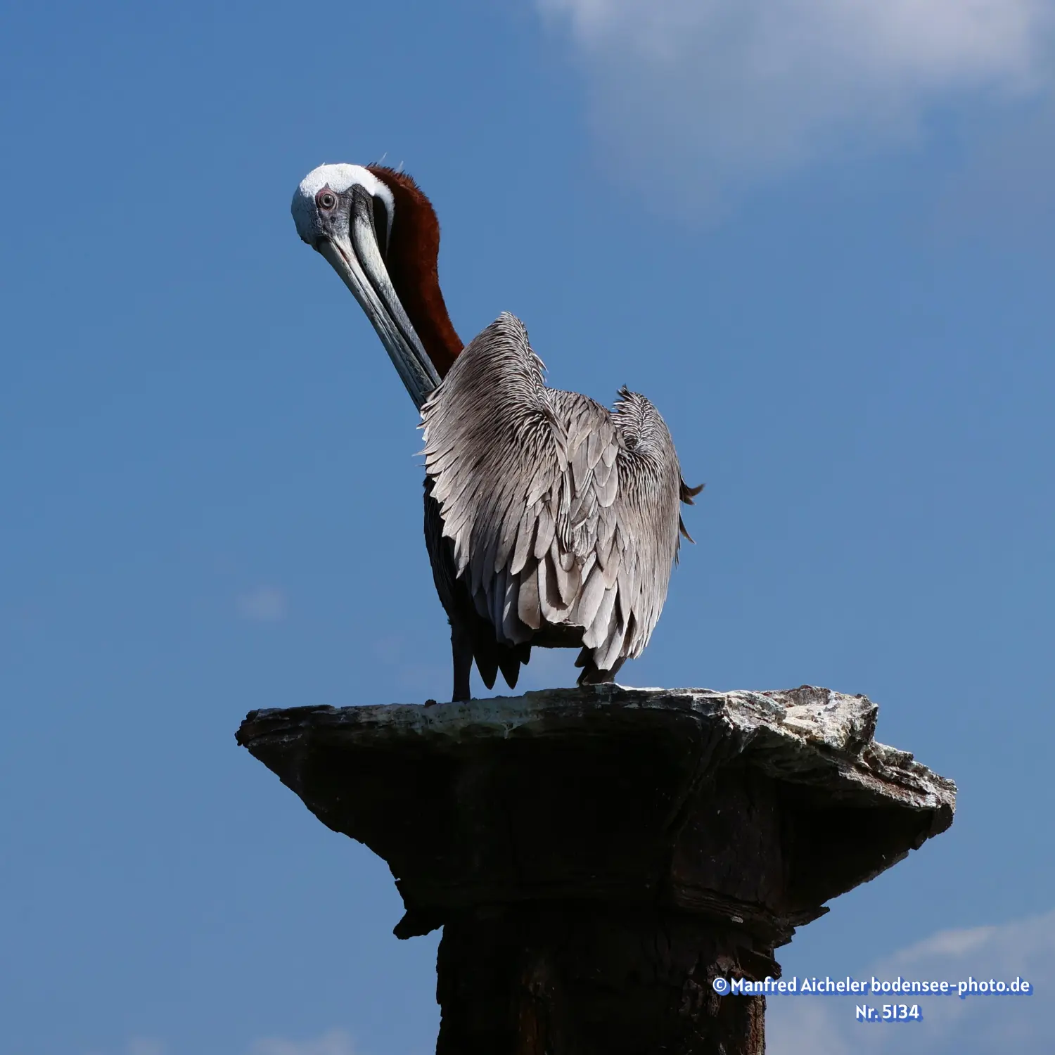 Naturfotografie - Manfred Aicheler -  Wasser- und Feuchtgebiete - Braunpelikan
