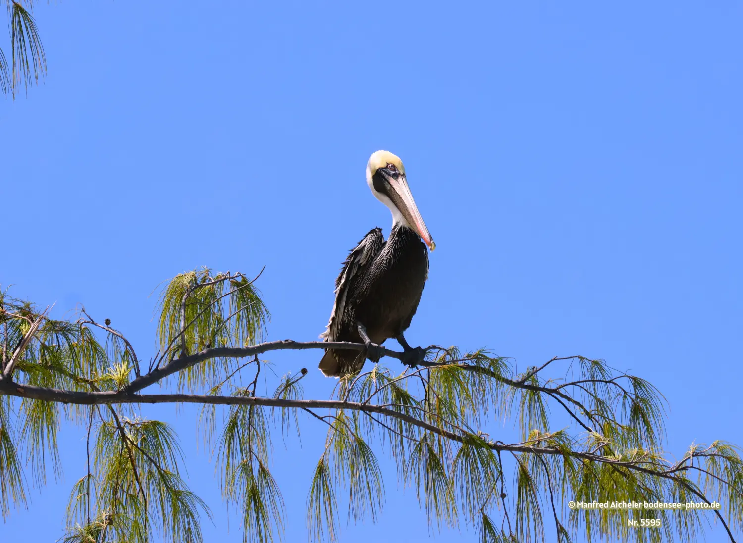 Naturfotografie - Manfred Aicheler -  Wasser- und Feuchtgebiete - Braunpelikan