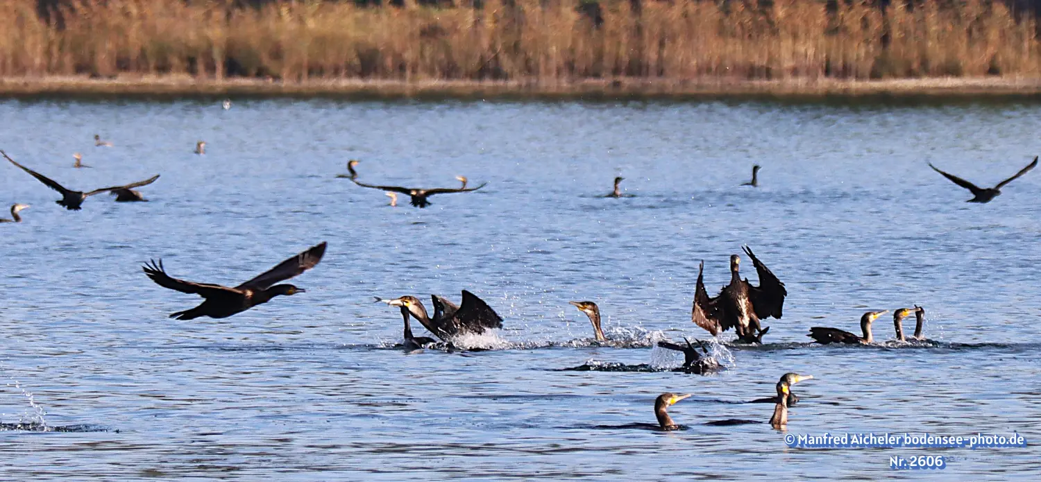 Naturfotografie - Manfred Aicheler -  Wasser- und Feuchtgebiete - Kormorane